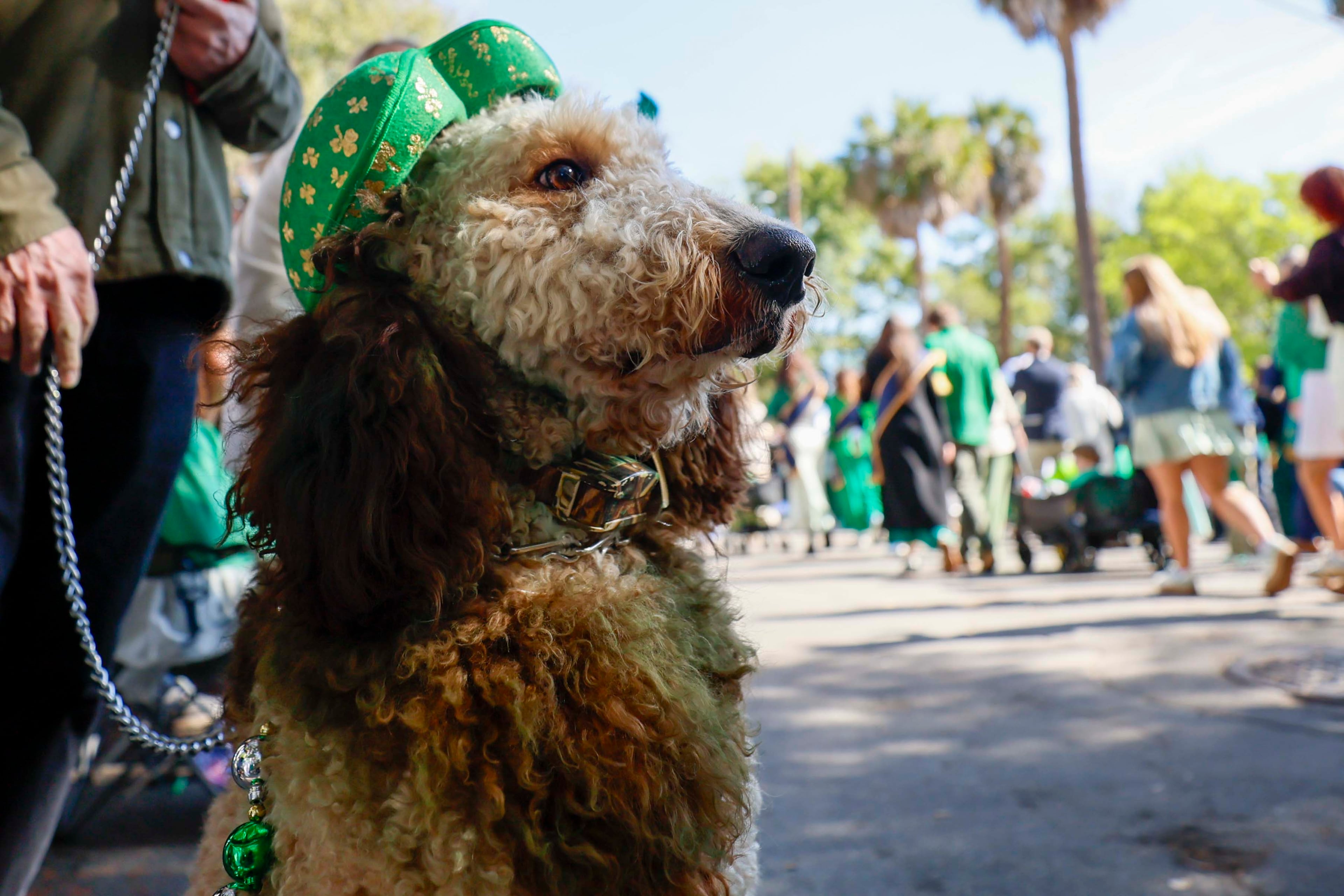 A dog watches the St. Patrick’s Day Parade in Savannah on Tuesday, March 17, 2026. (Miguel Martinez/AJC)