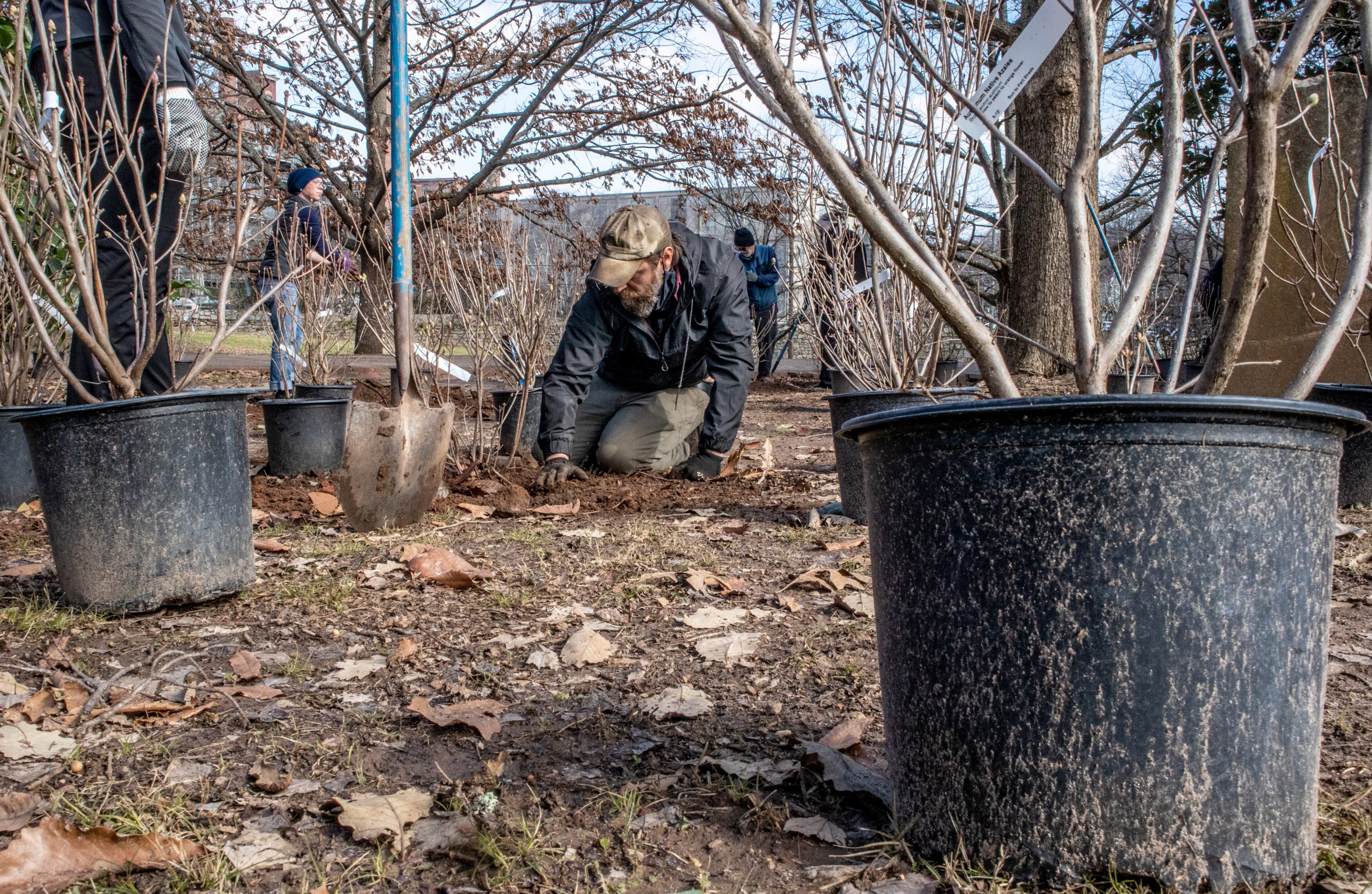 Garden curator Butch Teal plants azaleas in the historically African American section of Oakland Cemetery on Saturday, January 22, 2022. The event was planned Monday to commemorate the Martin Luther King Jr. National Day of Service but was postponed because of the holiday weekend's winter storm. (Photo by Steve Schaefer for The Atlanta Journal-Constitution)