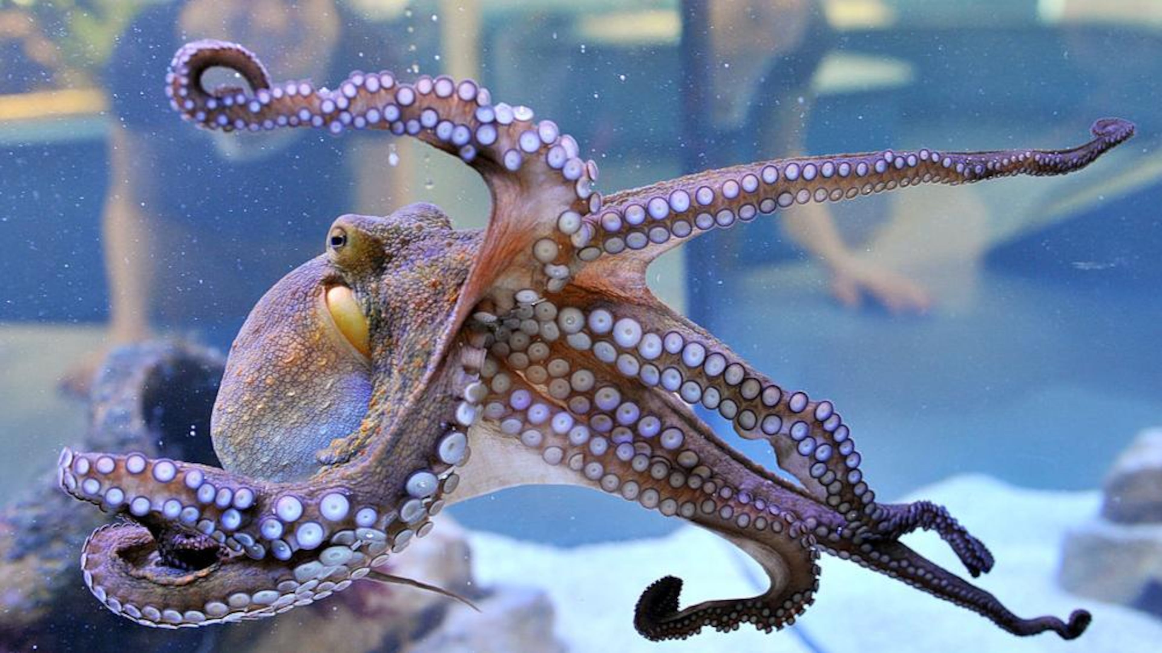 A solitary octopus in an aquarium. Researchers have identified a colony of gloomy octopuses off the coast of Australia in a surprising scientific discovery.