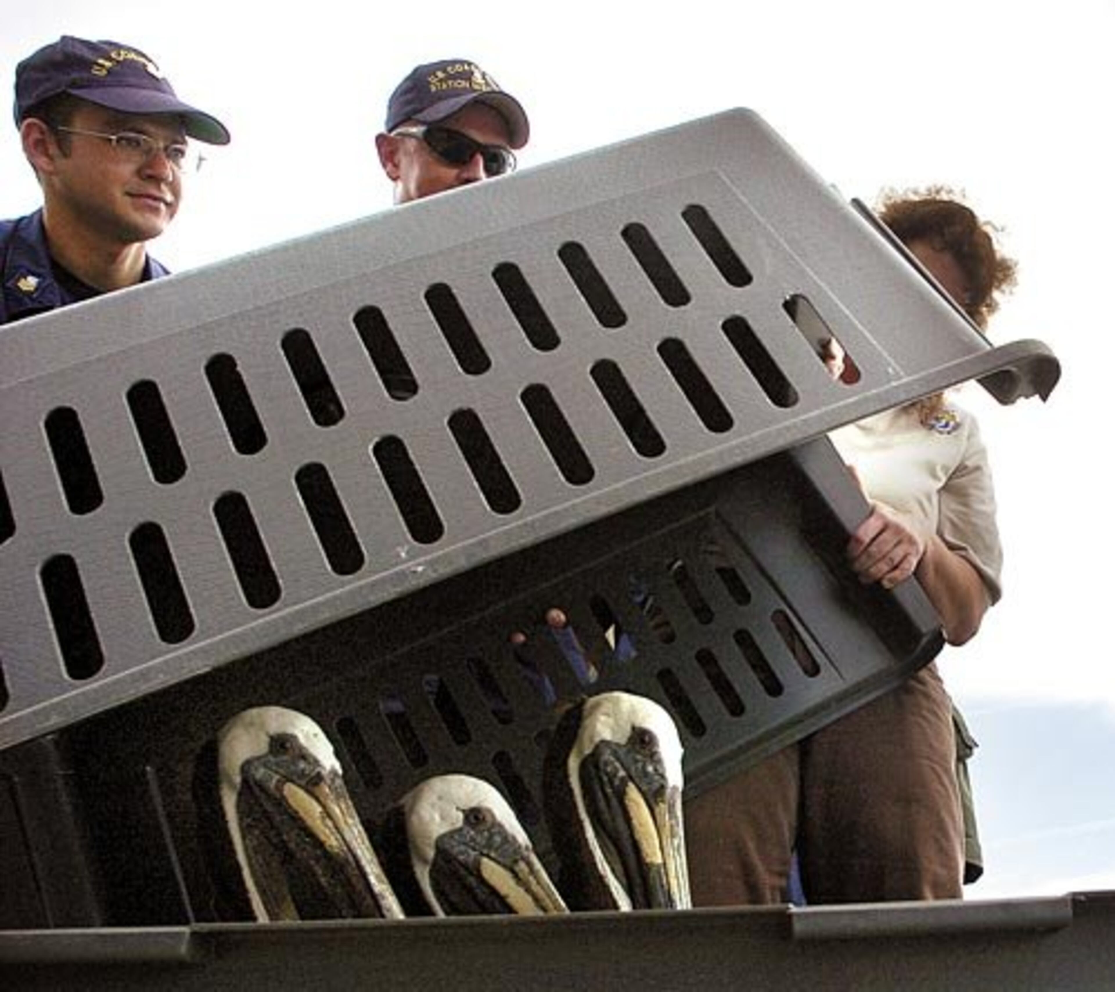 Some brown pelicans were initially released in Texas, but Hurricane Alex forced officials to change their plans and airlift the pelicans to the Georgia coast instead. A second group of more than 70 brown pelicans is headed to Georgia for release July 1 after being cleaned.
