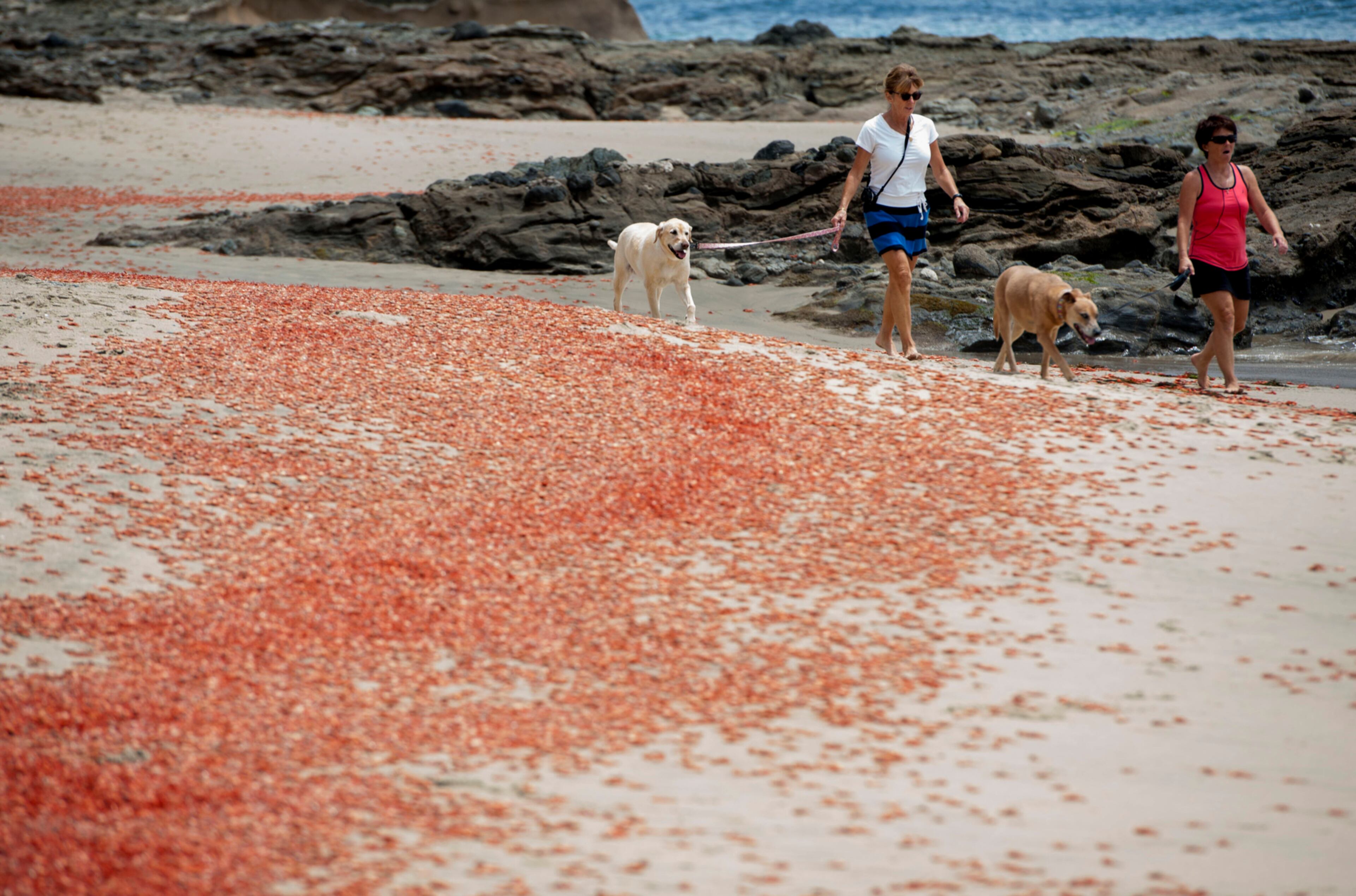A LITTLE MELTED BUTTER WILL CLEAR THAT RIGHT UP--Sylvie Bergeron, of San Diego, at left, and her sister Line Bergeron, of Quebec, walk with their dogs next to tuna crabs that washed up onto the beach at Shaw's Cove on Friday, May 13, 2016 in Laguna Beach, Calif. Pelagic red crabs are usually found off Baja California but currents that are part of the El Nino weather pattern are sweeping them north. (Kevin Sullivan/The Orange County Register via AP)