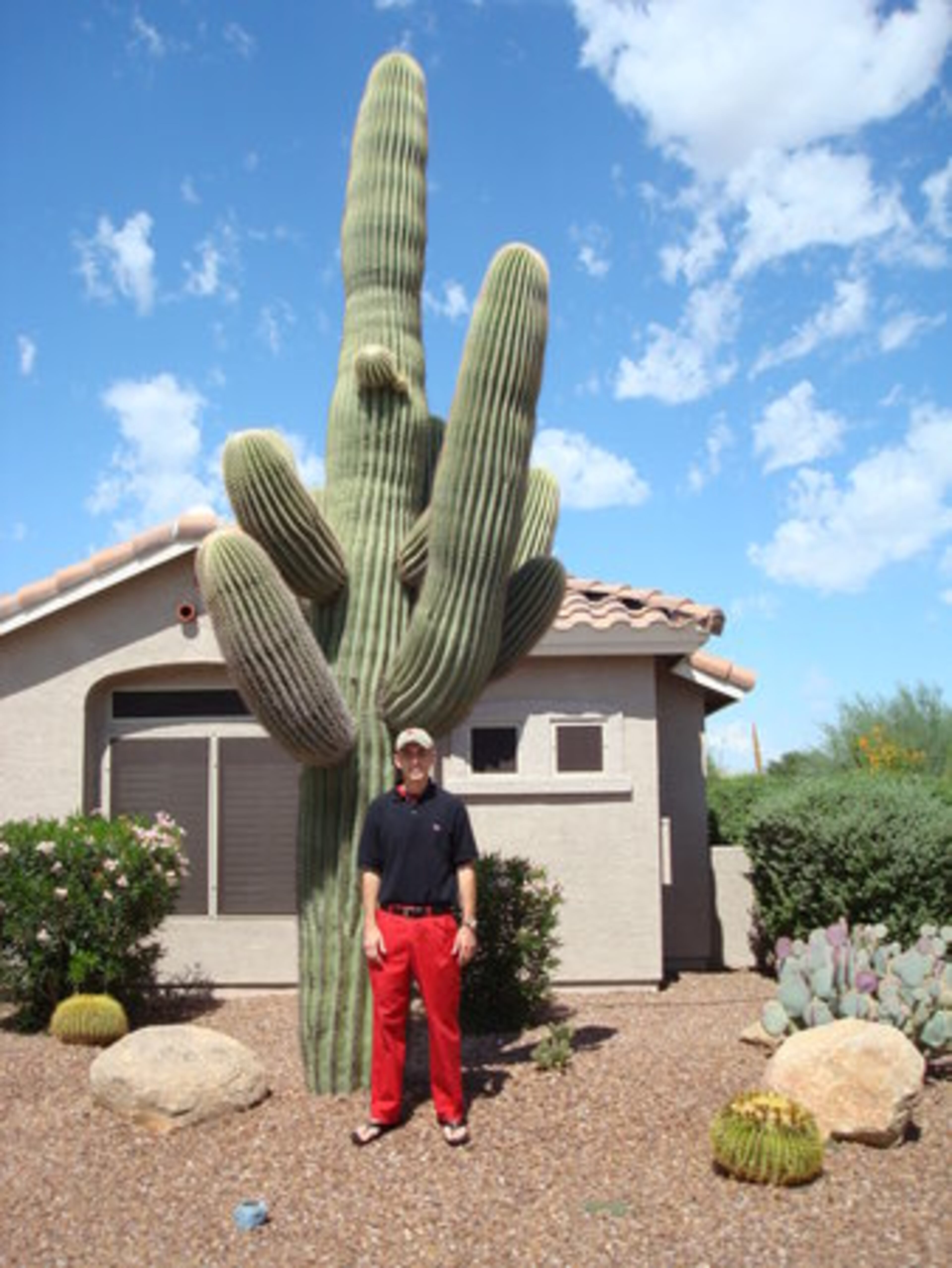 The tallest cactus ever