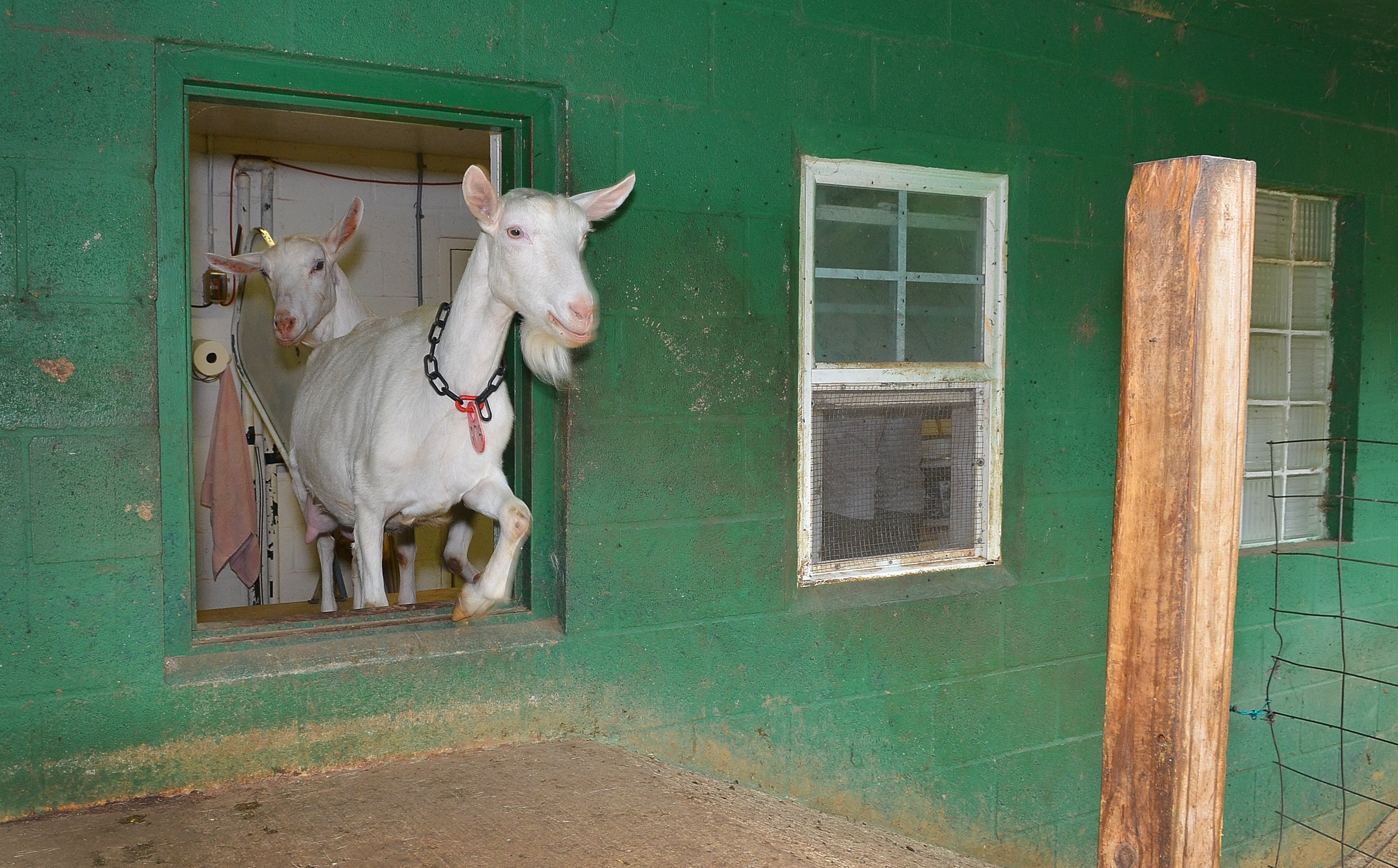 Thirsty goats exit the milking area of Decimal Place Farm in Conley. The goats come in one door and exit another. (Chris Hunt/Special)