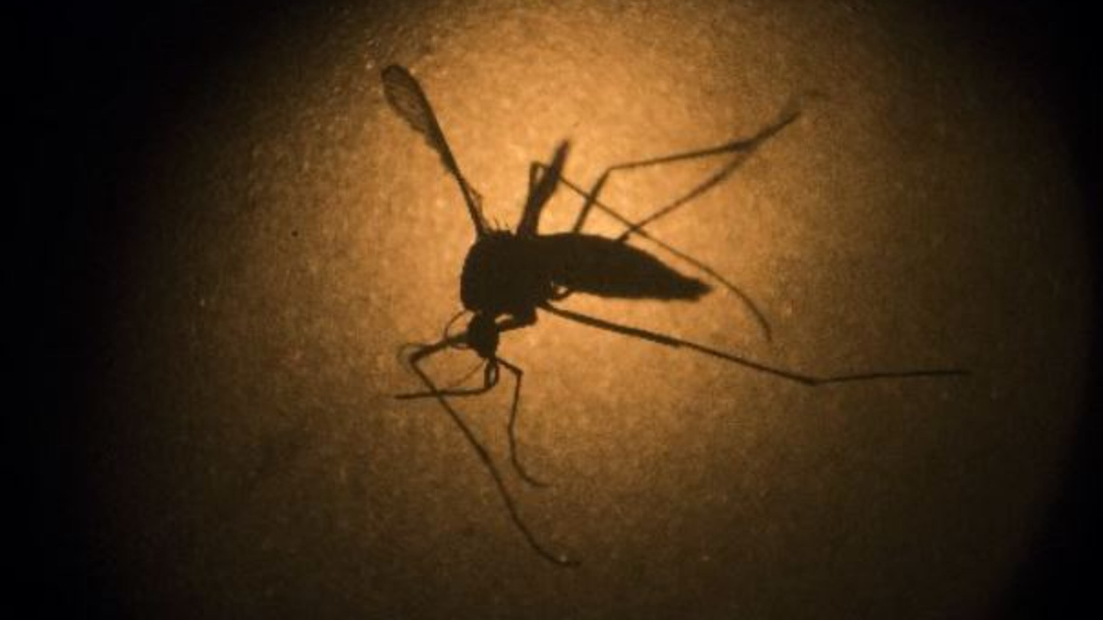 Aedes aegypti and Aedes albopictus mosquitoes, both found in Georgia, can spread the Zika virus.