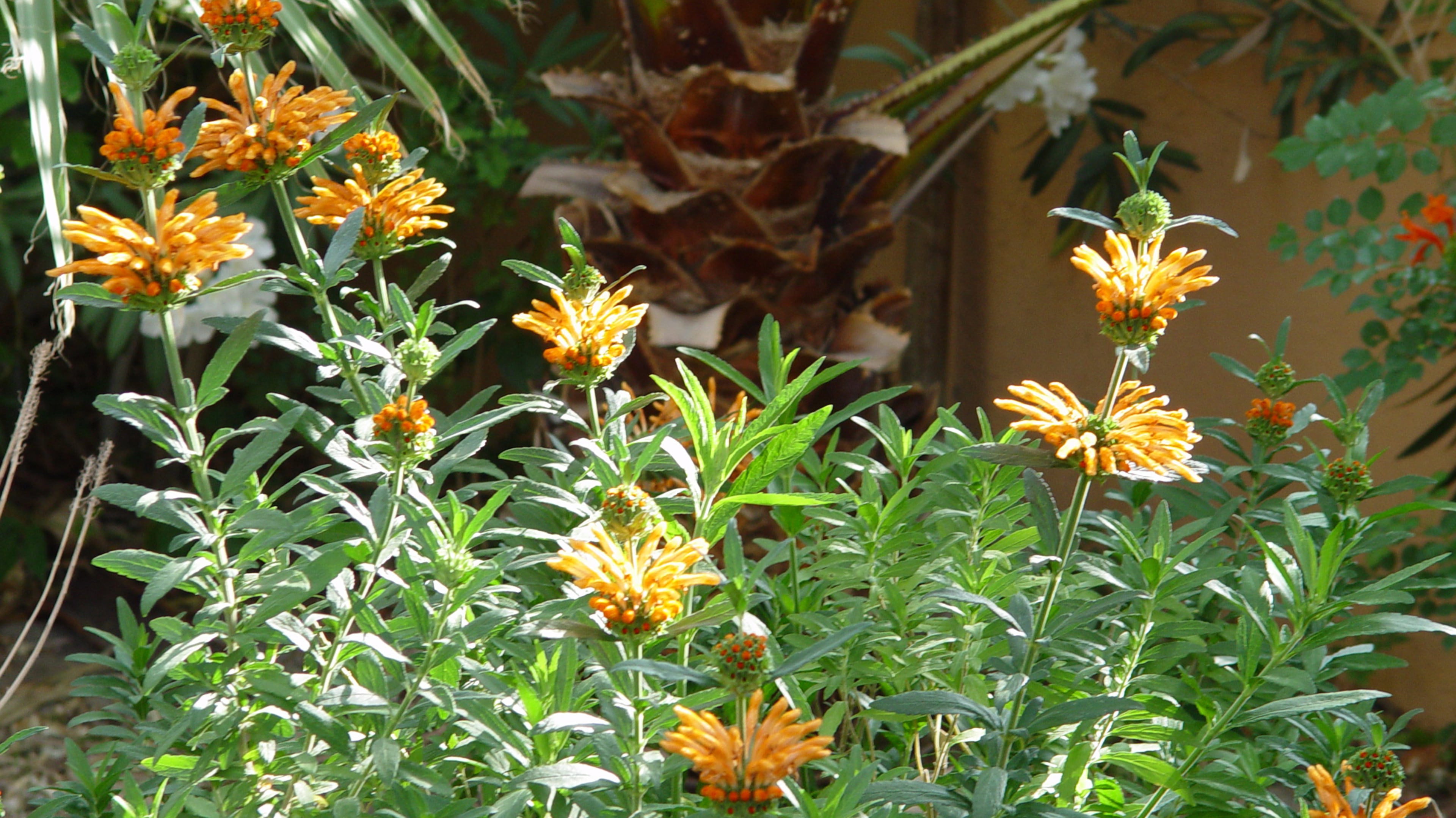 Look for fast growth the first year for quick fixes and bare spots. (Maureen Gilmer/TNS)