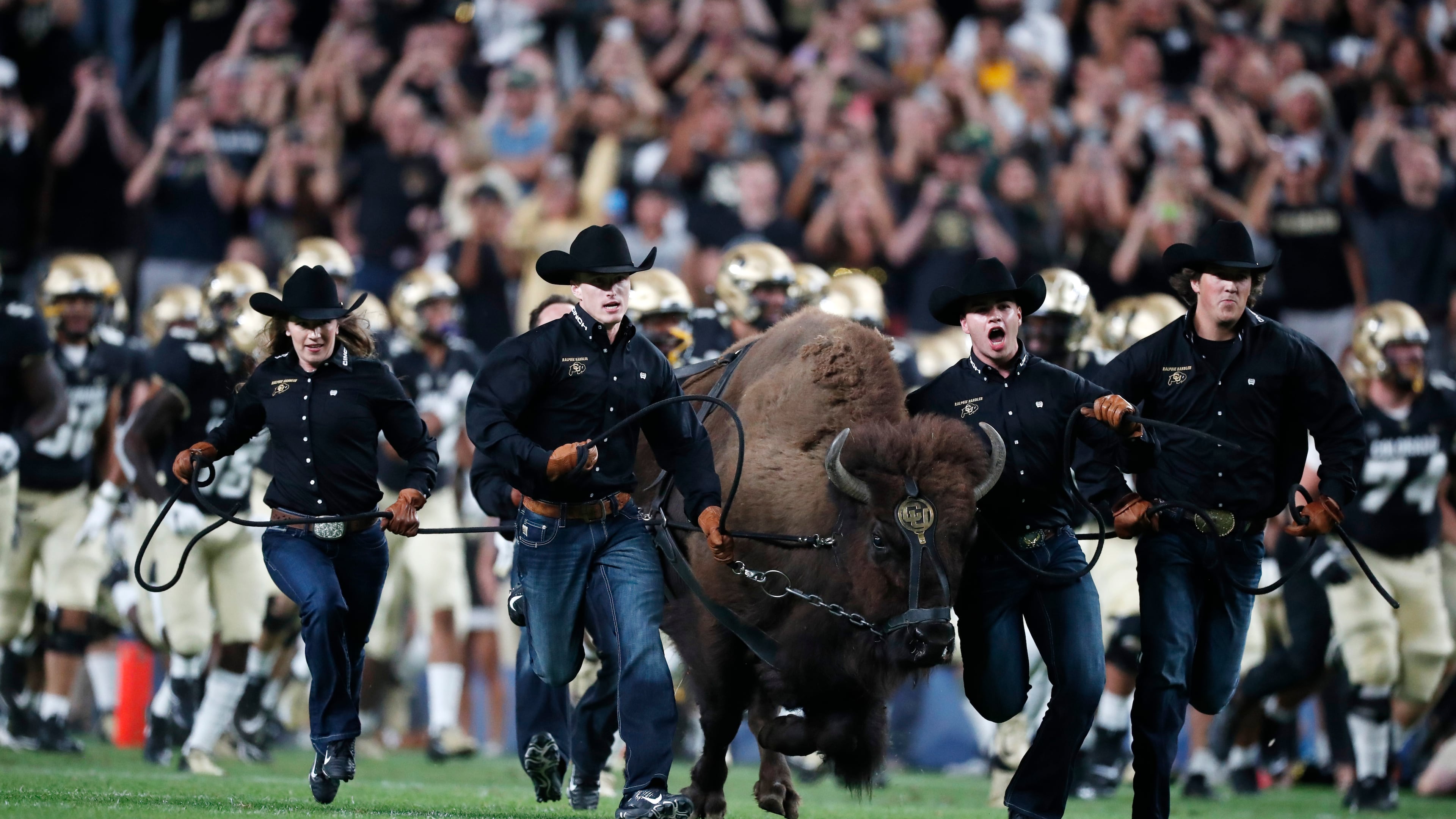 Colorado mascot Ralphie the buffalo is guided by handlers in the mascot's ceremonial run before the first quarter of an NCAA college football game Friday, Aug. 30, 2019, in Denver. (AP Photo/David Zalubowski)