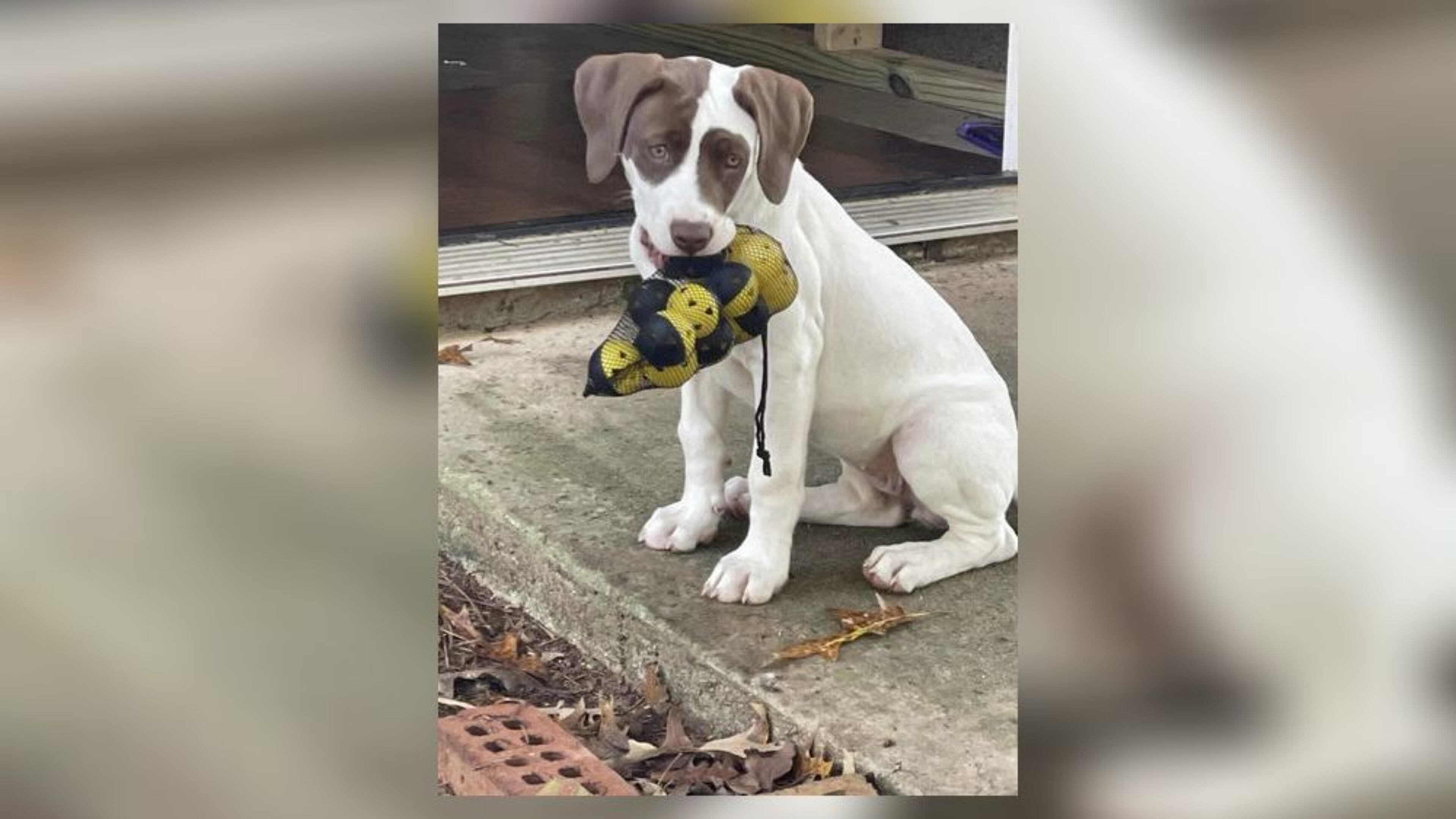 A Cobb County officer shot and killed a family's pet Monday.