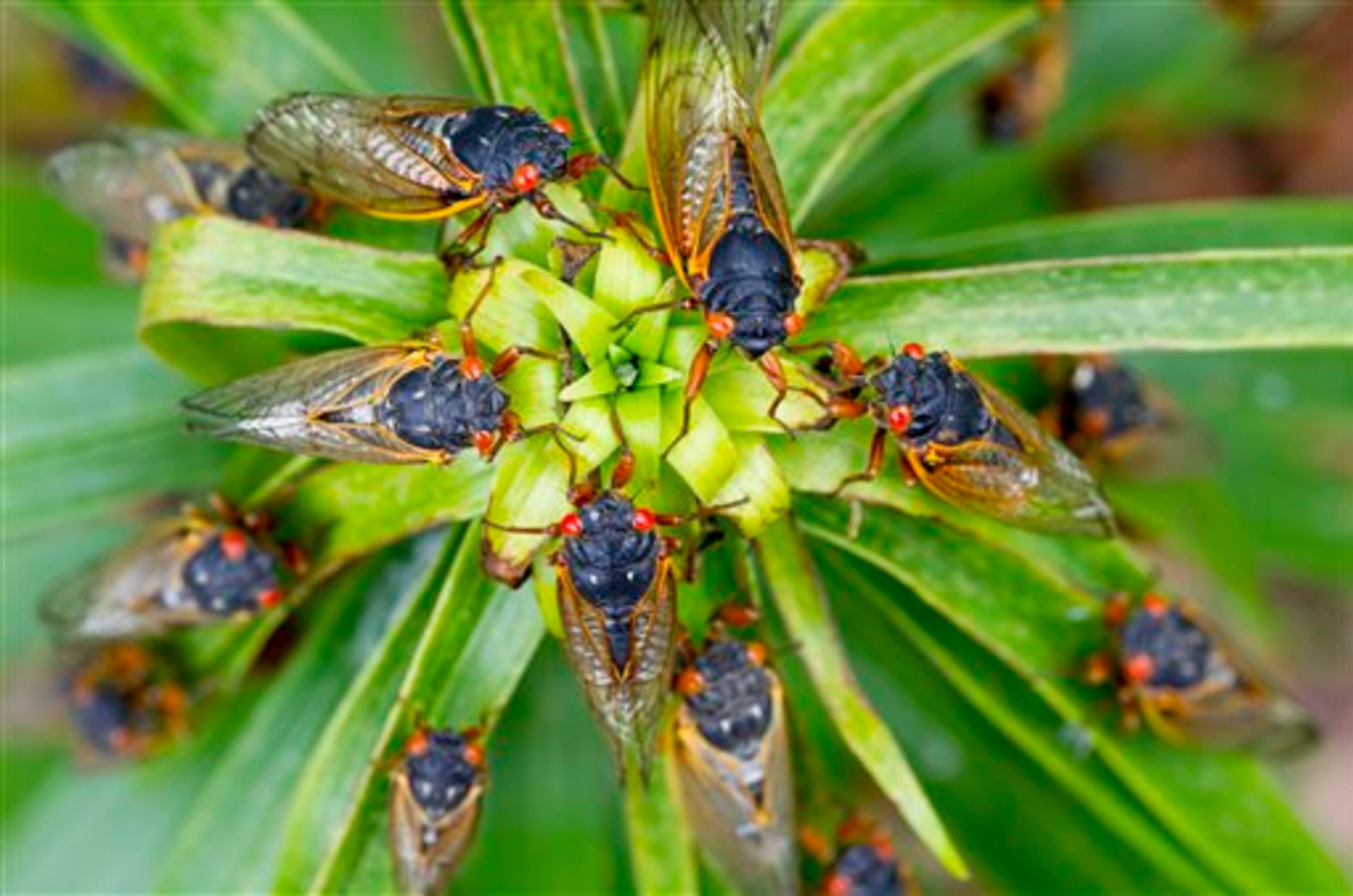 Hordes of cicadas cling to lilly plants at Preston Bolick's home in Stoneville, N.C. in this May 16, 2013 photo. (AP Photo/News & Record, H. Scott Hoffman)