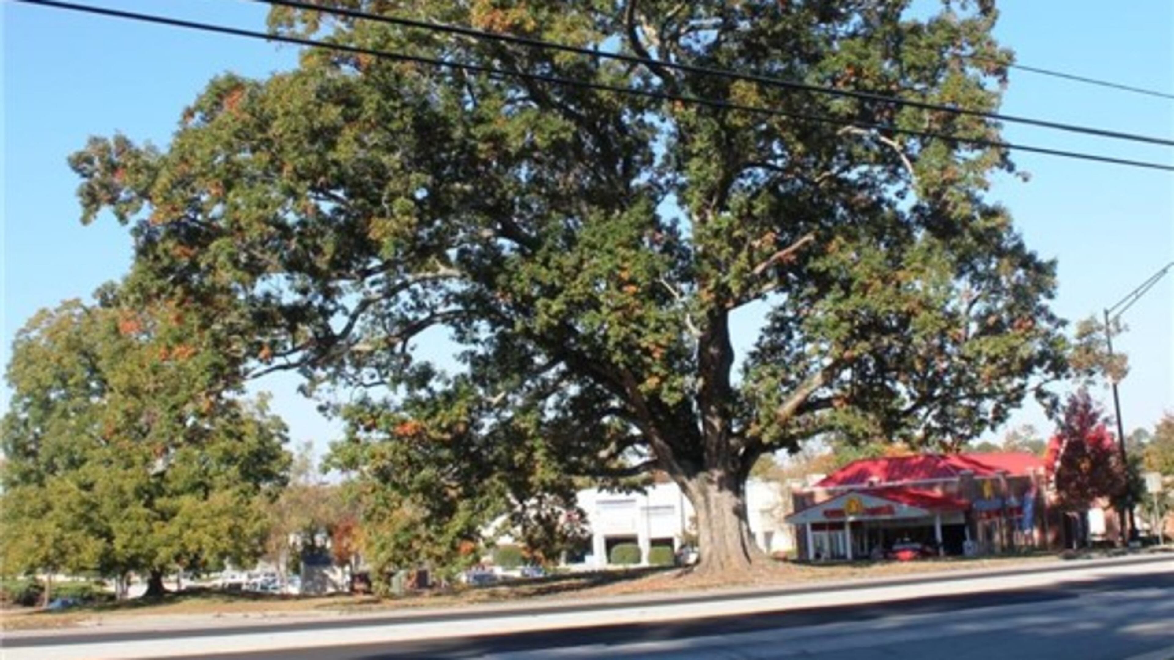 The centuries-old red oak tree that has stood along U.S. 78 in Snellville since before the signing of the Constitution has been removed. (Courtesy City of Snellville)