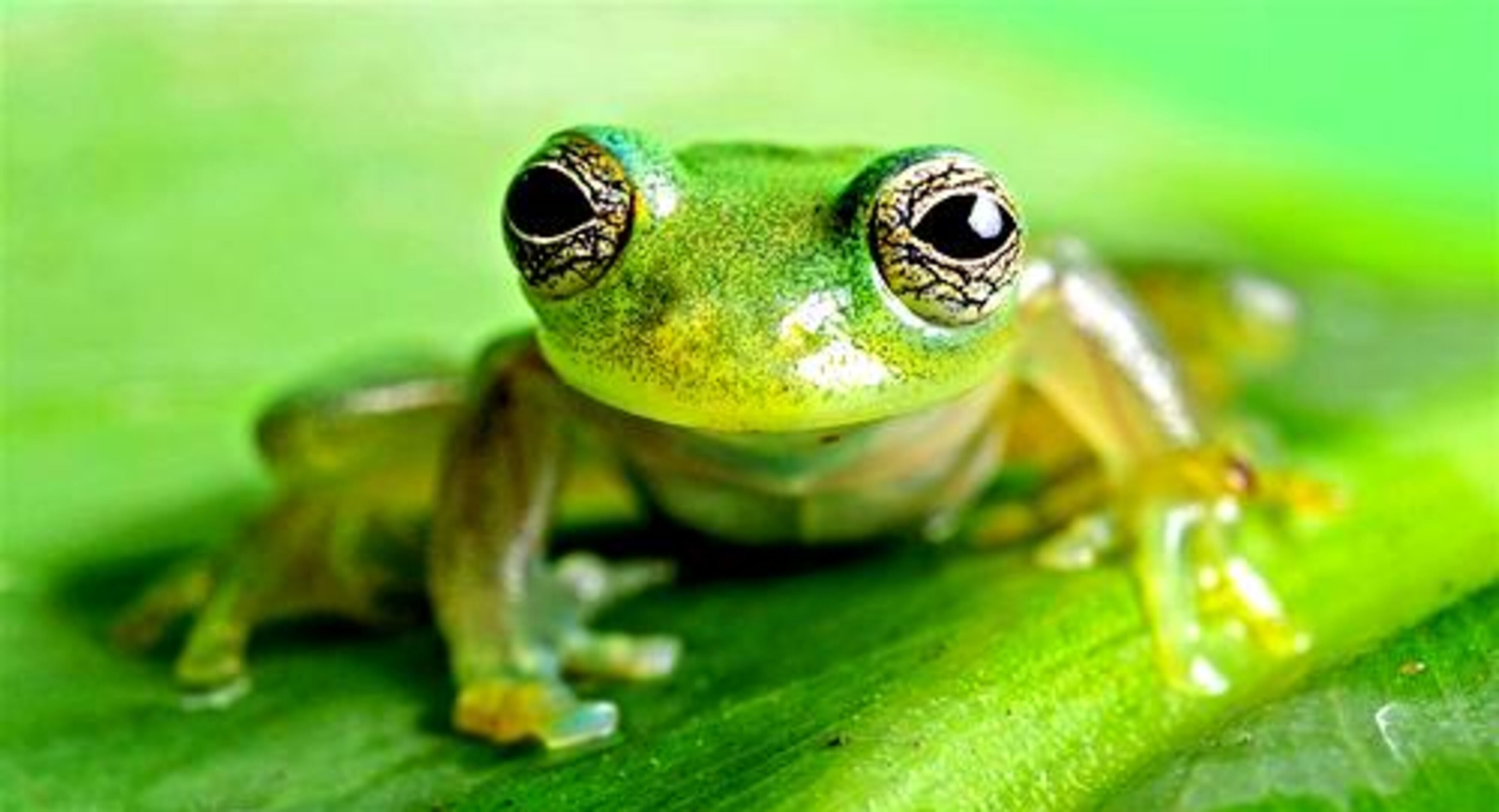 Dwarf Glass Frog