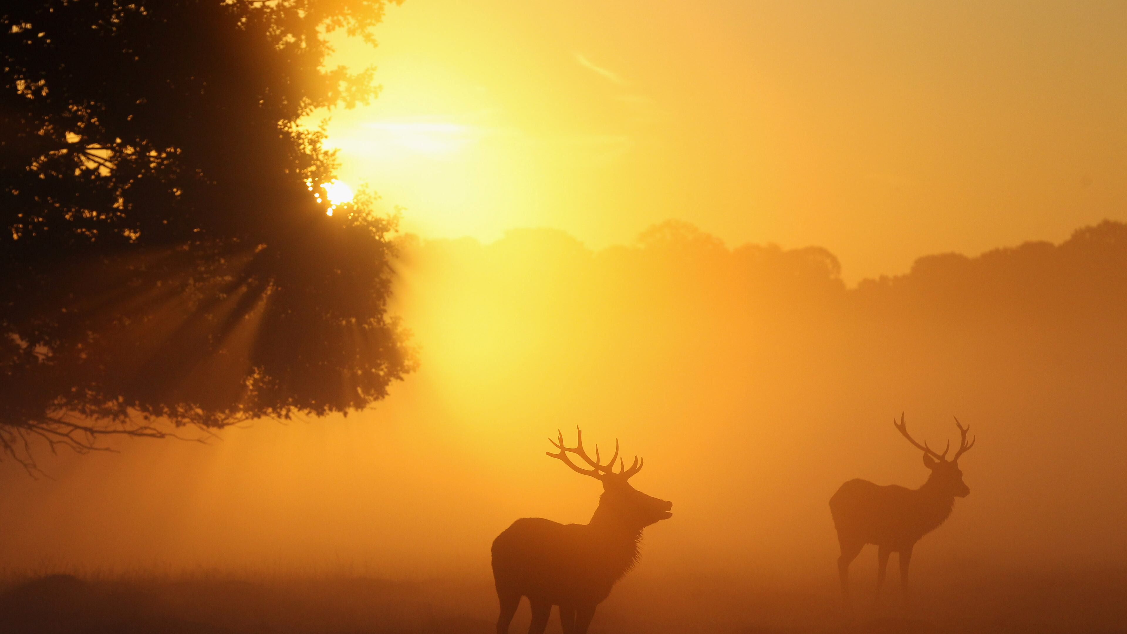 It is rutting season for deer in Texas.