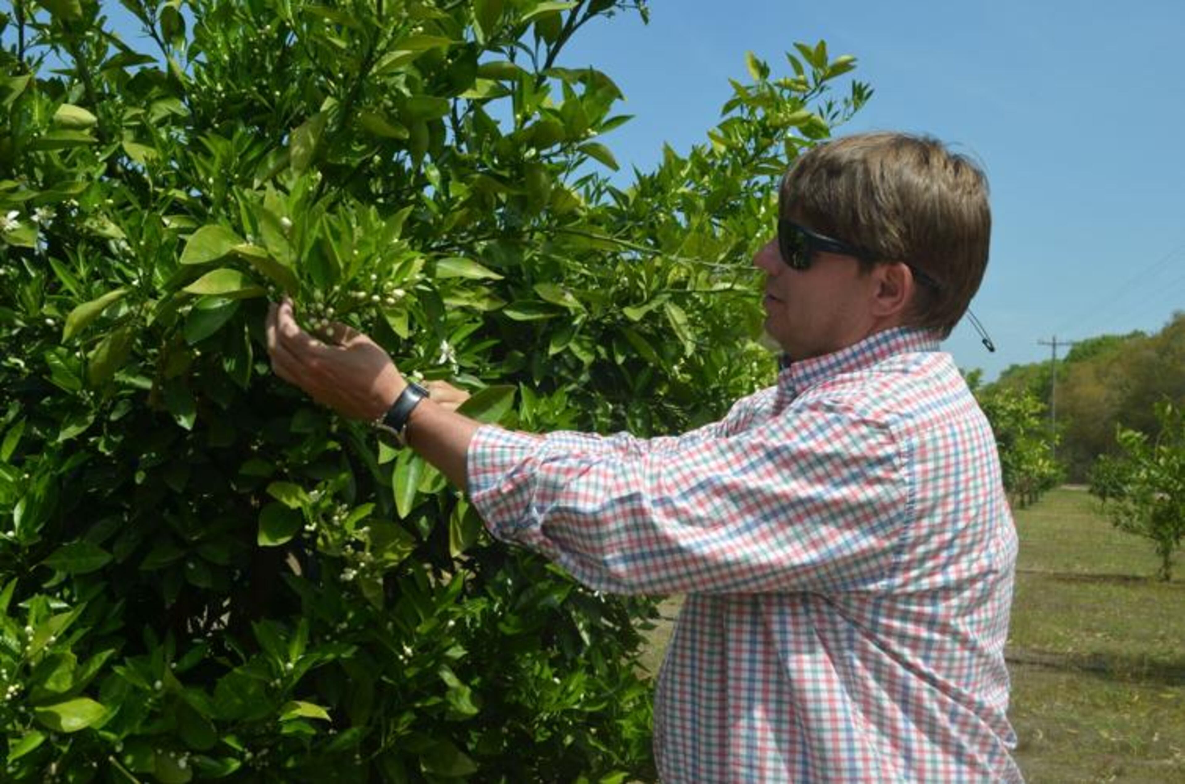 Lee County farmer Justin Jones shows off the first blossoms on his navel orange trees on the first day of spring. (Photo Courtesy of Lucille Lannigan)
