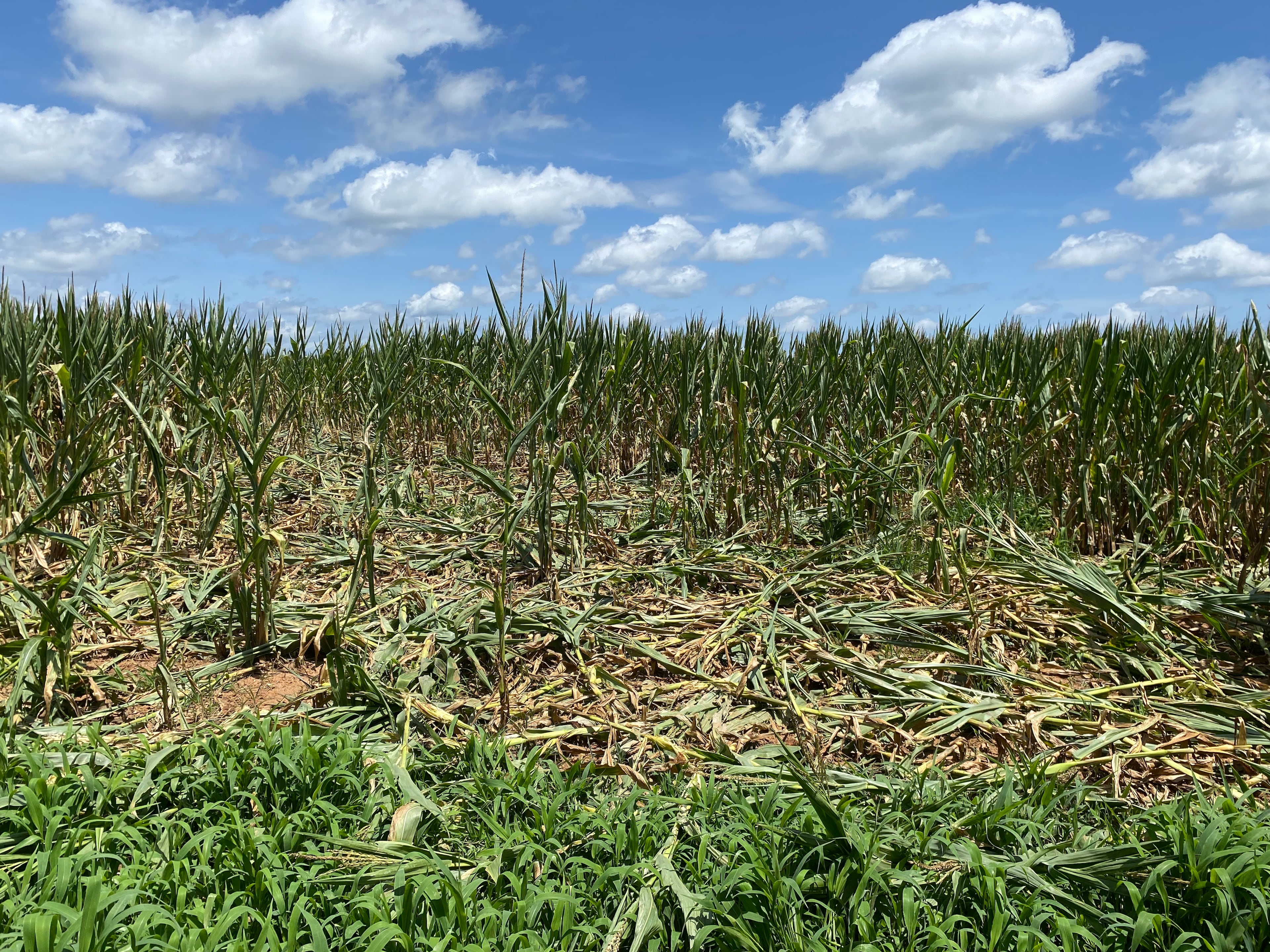 Wild hogs are causing severe damage to fields of cotton, peanuts and corn in southwest Georgia, according to new University of Georgia research.
(Courtesy/University of Georgia)