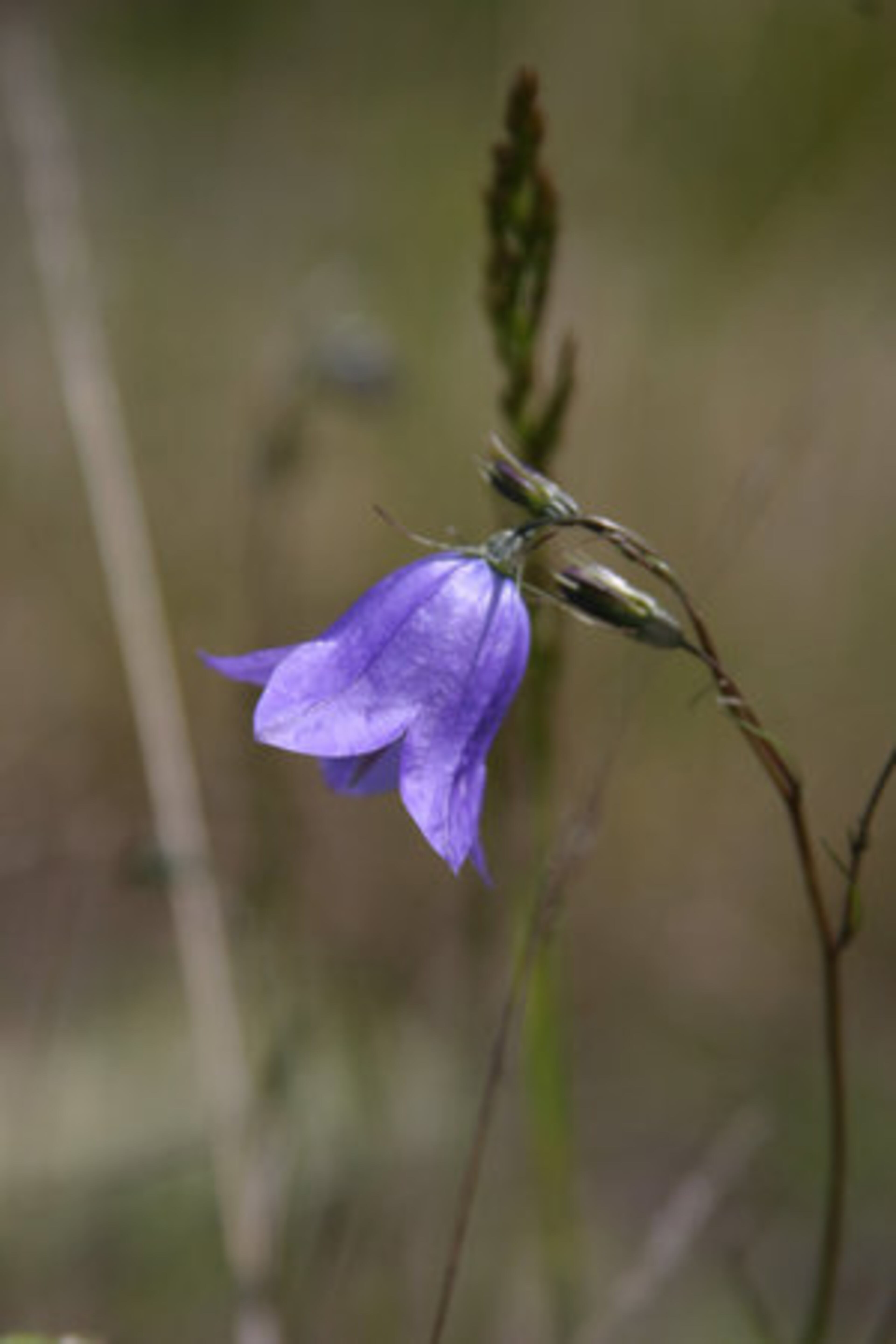 Harebell is featured on Isle Royale, Mich.
