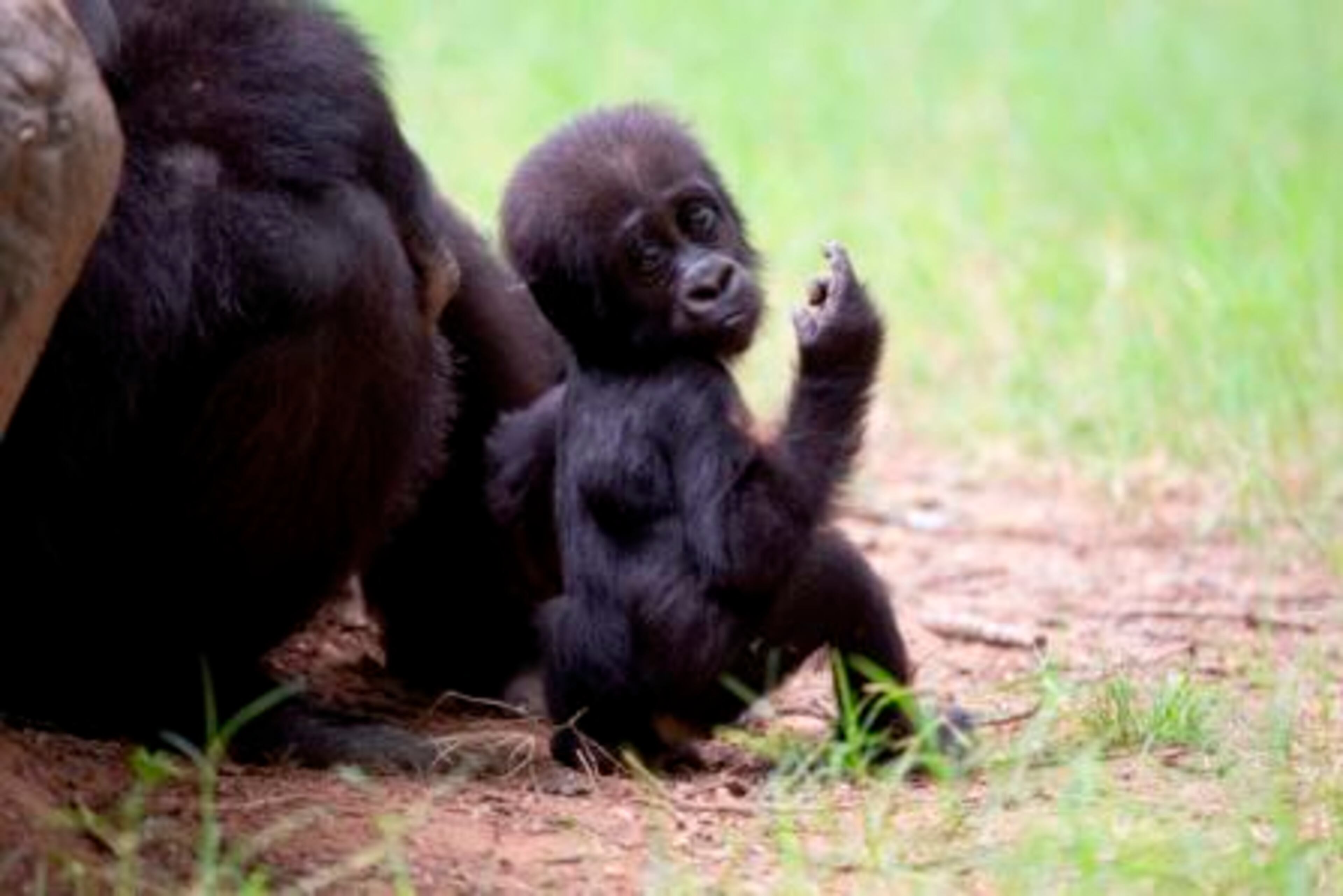 Two more infant great apes have also arrived in The Ford African Rain Forest, home to North America’s largest collection of gorillas. Lulu the western lowland gorilla gave birth to a female infant, Andi, on March 14. Lulu’s half-sister Sukari gave birth to a second female infant on August 30. Both infants are granddaughters of the legendary late Willie B. and are important ambassadors for the wild their famous grandfather left behind. The family group, led by silverback Taz, is on exhibit daily.