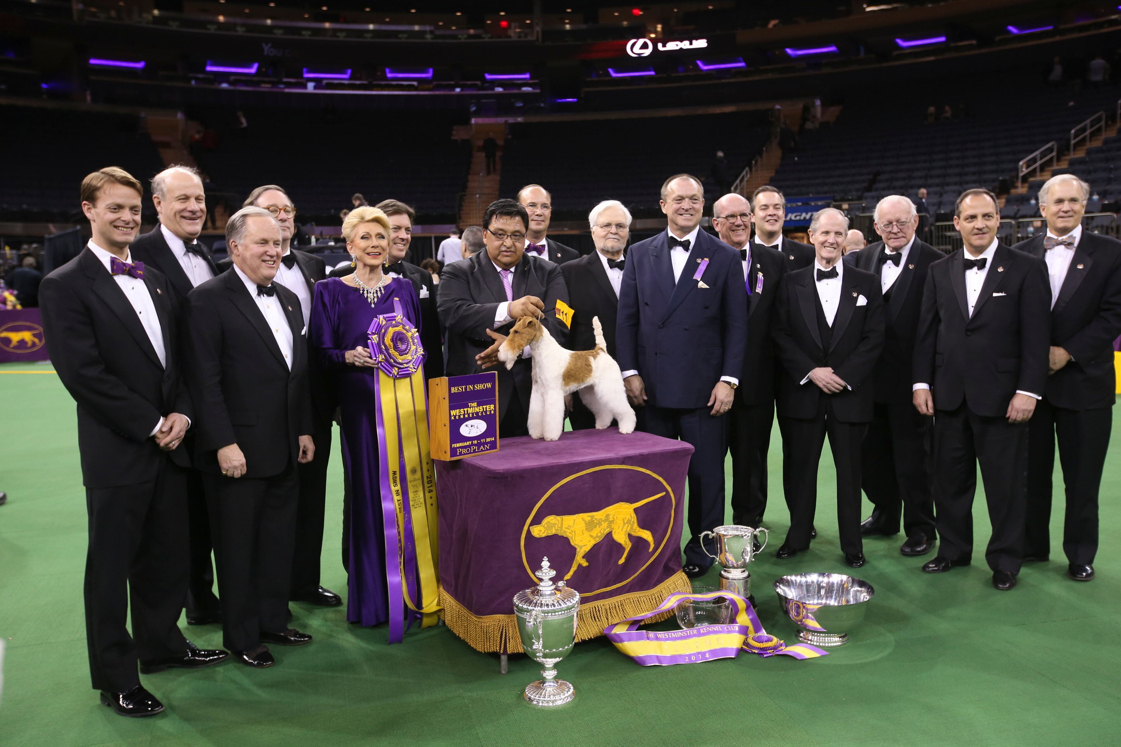 THE WESTMINSTER KENNEL CLUB DOG SHOW -- "The 138th Annual Westminster Kennel Club Dog Show" -- Pictured: Best In Show winner, Afterall Painting The Sky the Wire Fox Terrier at Madison Square Garden in New York City on Monday, February 11, 2014 -- (Photo by: Ben Hider/USA Network/NBCU Photo Bank via Getty Images)