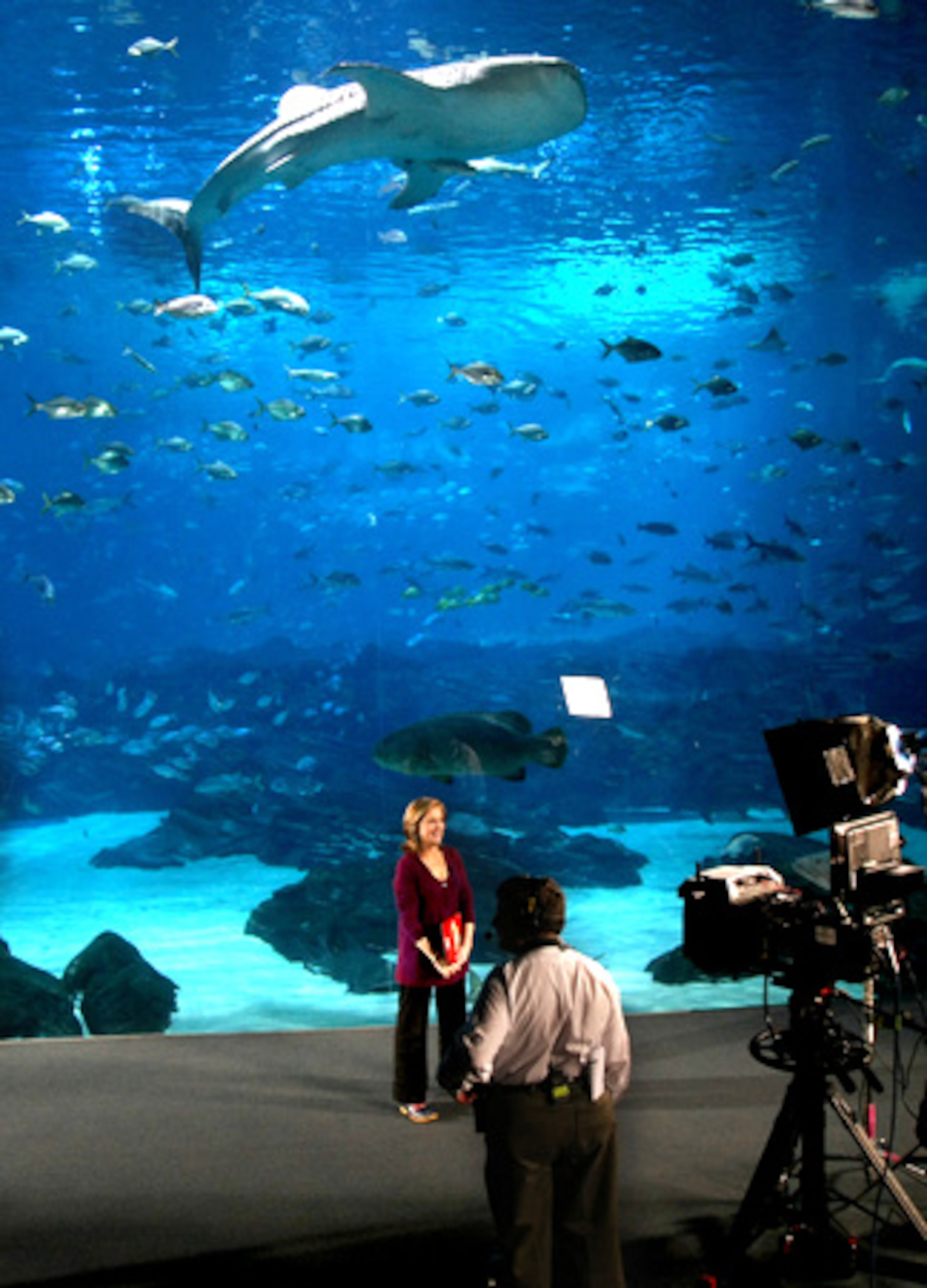 Meredith Vieira does a shot in front of Ocean Voyager. The aquarium used the TV exposure to announce 'Swim With the Gentle Giants.' The program, beginning this summer, will allow guests to dive or swim beside the whale sharks.