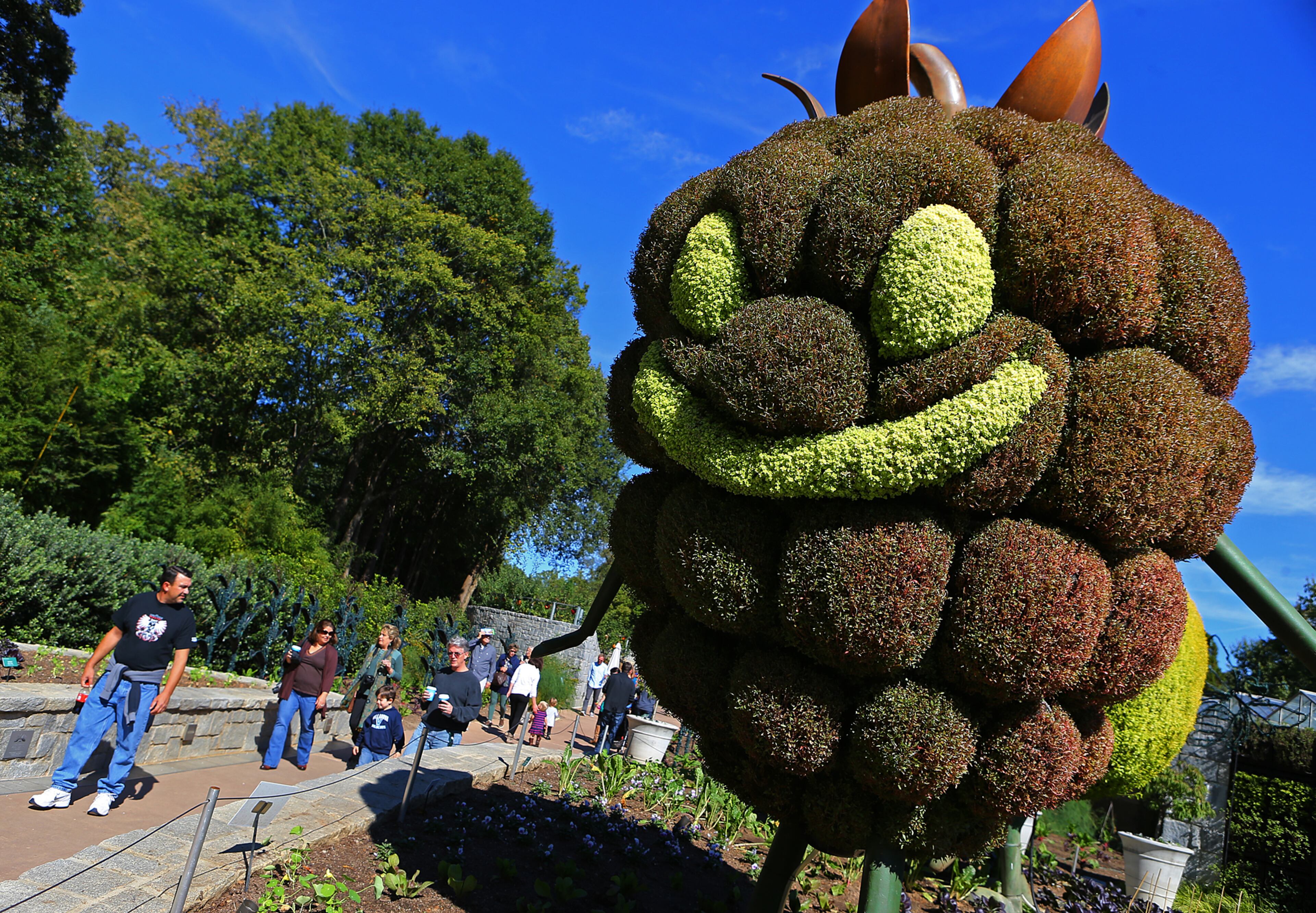 One of several Giant Berries that make up a living sculpture towers over visitors in the edible garden during Goblins in the Garden at Atlanta Botanical Gardens. CURTIS COMPTON / CCOMPTON@AJC.COM