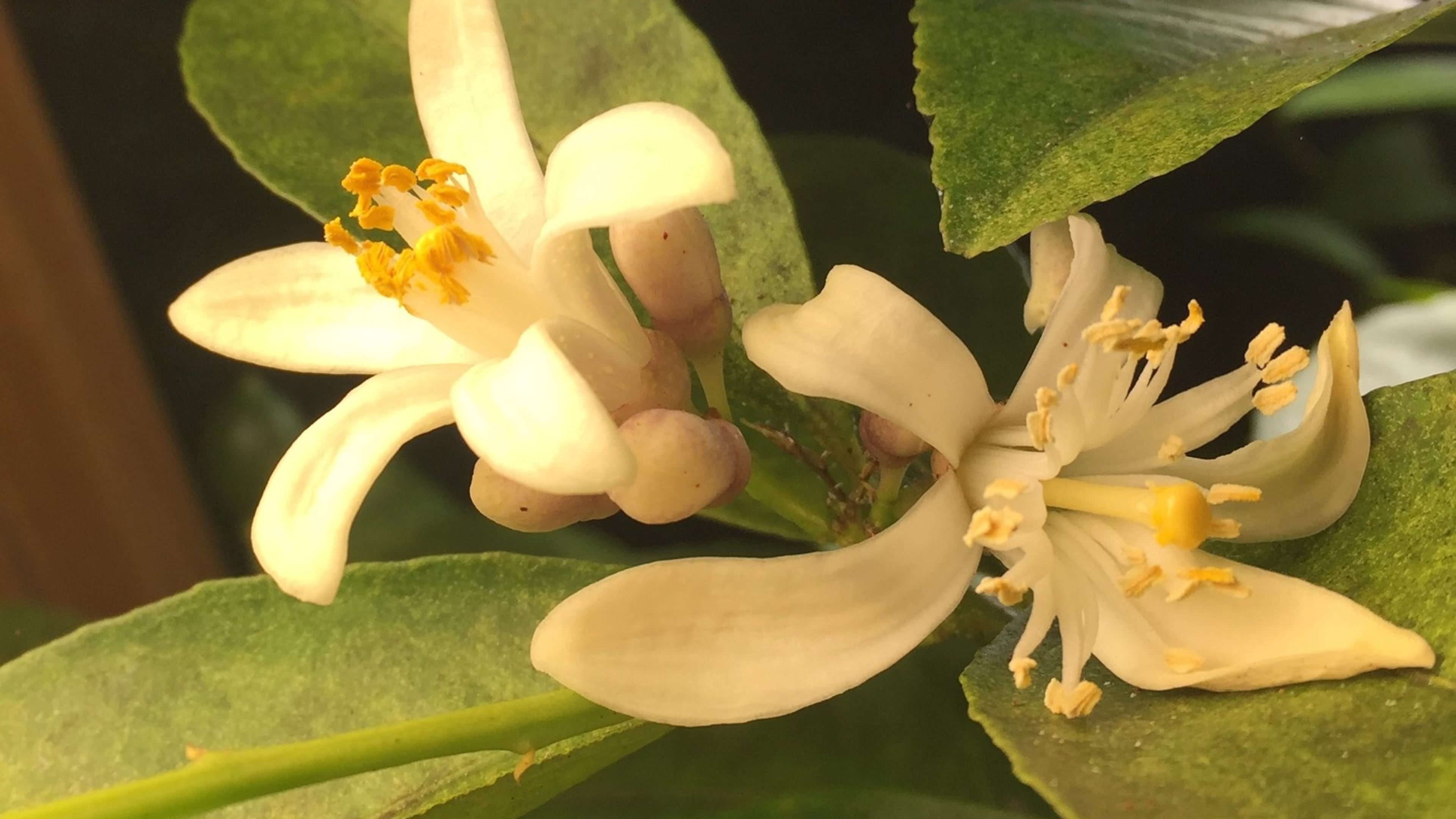 Large Meyer lemon fruit are the result of complete pollination. You can assist the process with a cotton swab. CONTRIBUTED BY WALTER REEVES