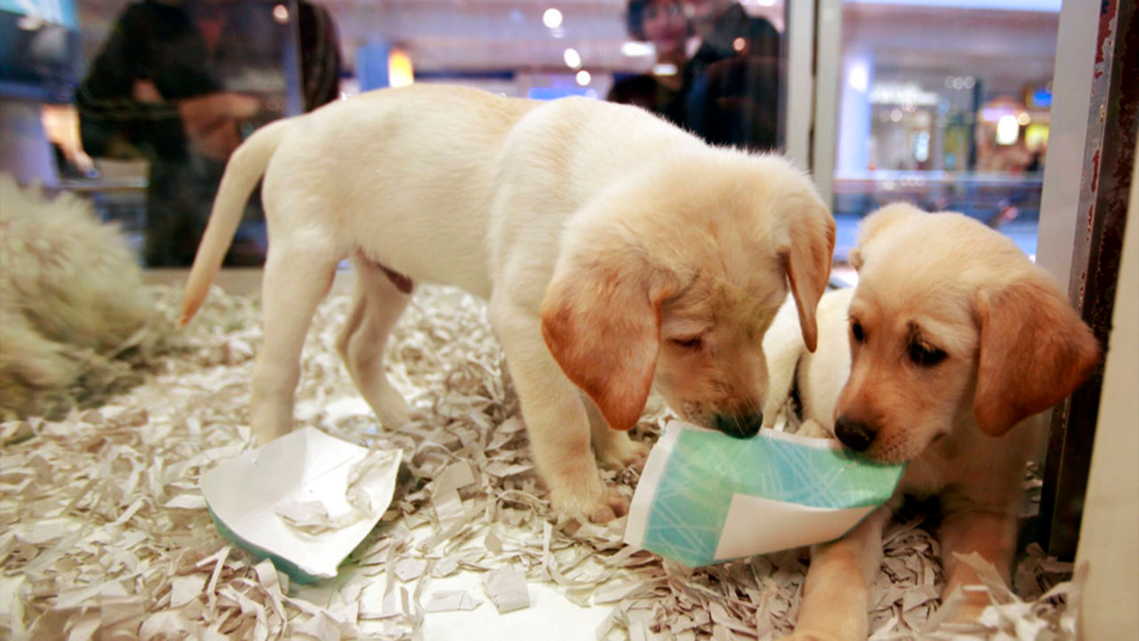 Pet stores in California will be required by law to only sell dogs, cats and rabbits that come from shelters or nonprofit rescues (not pictured).