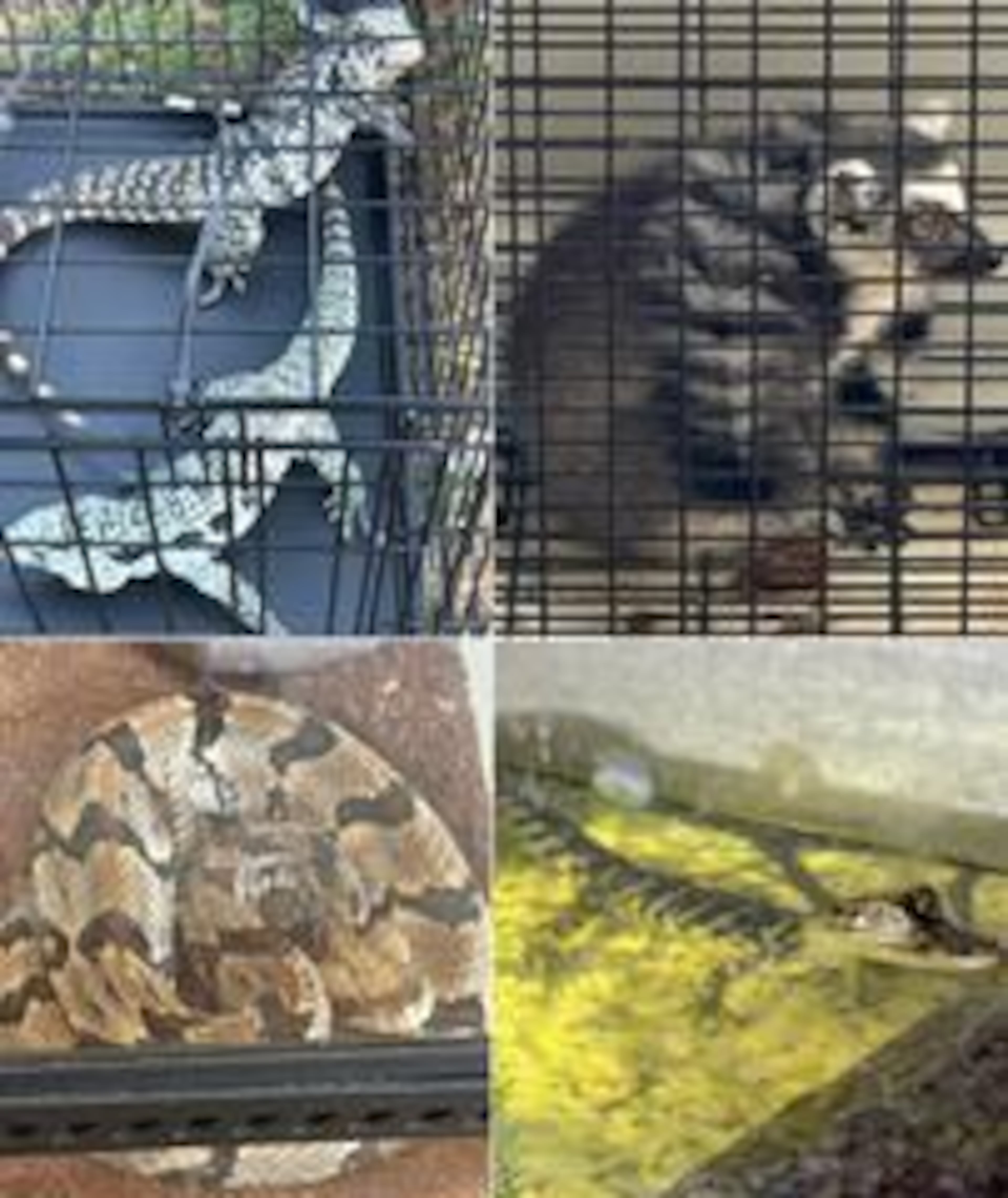 Exotic animals, including several snakes and a lemur, were rescued from a Clayton County home on Thursday, Oct. 17, 2024. Jaequan Smith Devers has been arrested and charged with six counts of possession of wild animals without a permit. Clayton County Sheriff's Office