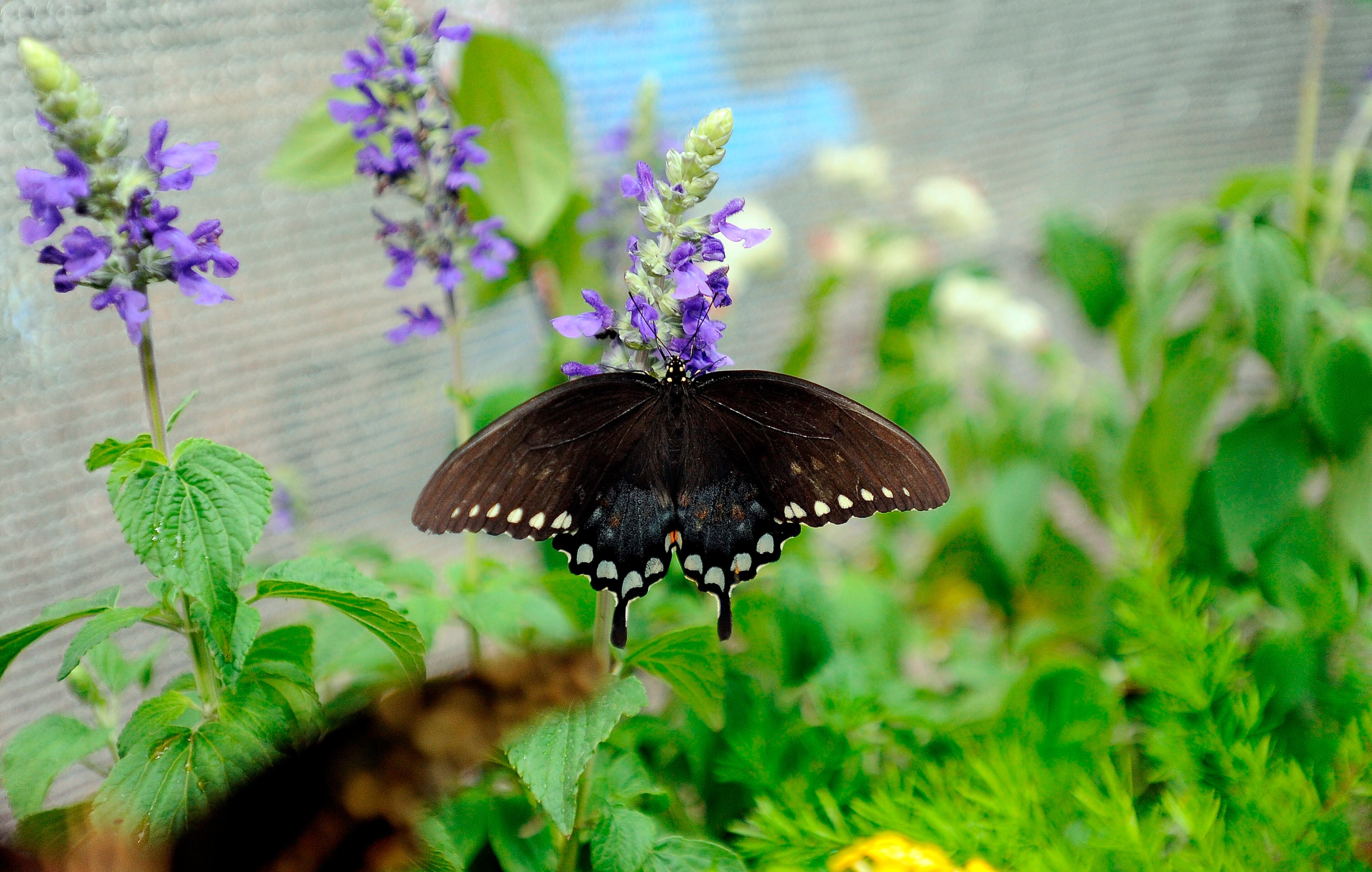 A black swallowtail butterfly alights on greenery inside one of two butterfly tents that allowed visitors to view the specimens up close at the Dunwoody Nature Center Butterfly Festival on Aug. 17, 2013, in Dunwoody.