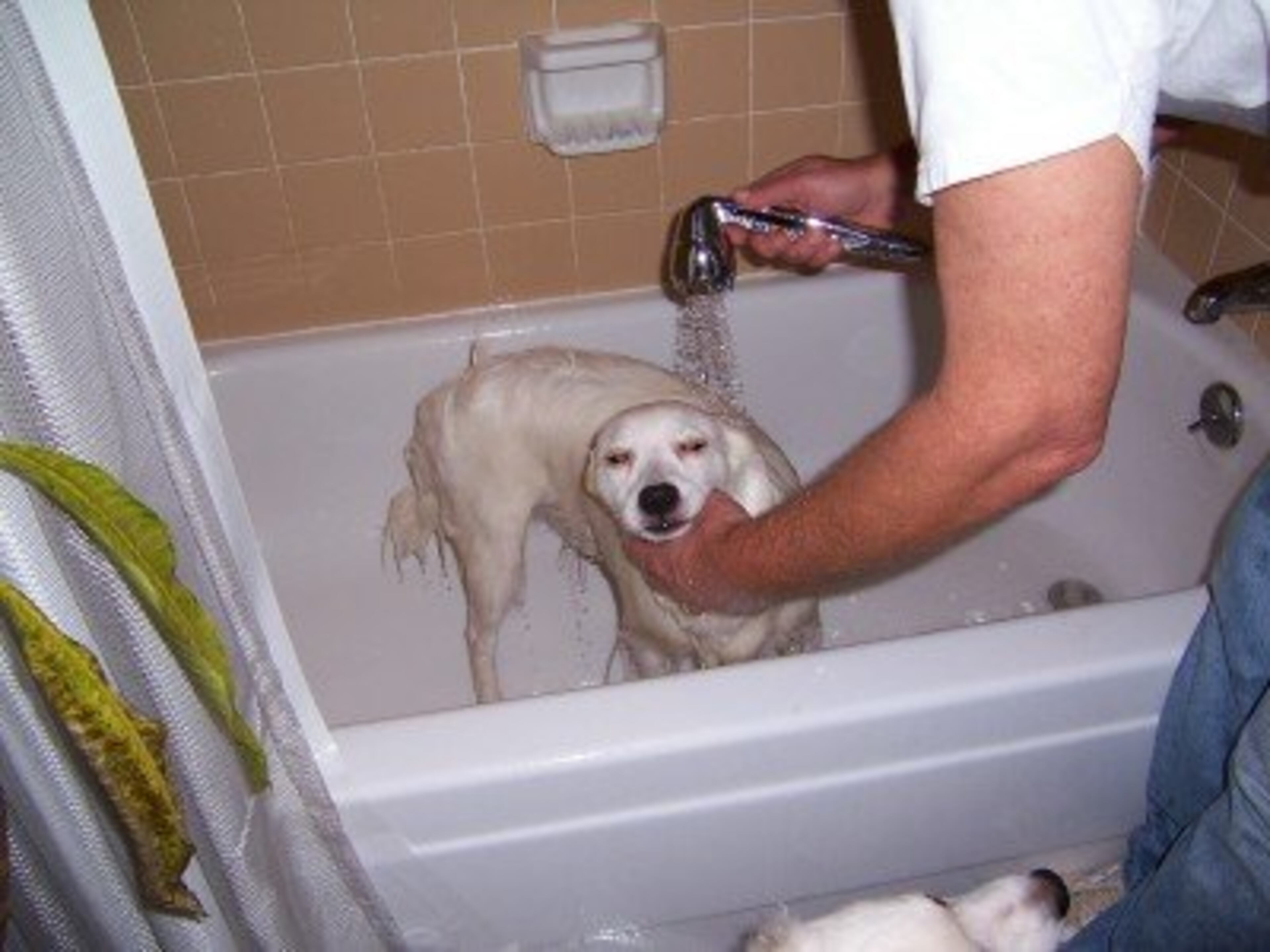 My owner has the power to call rain at his fingertips!