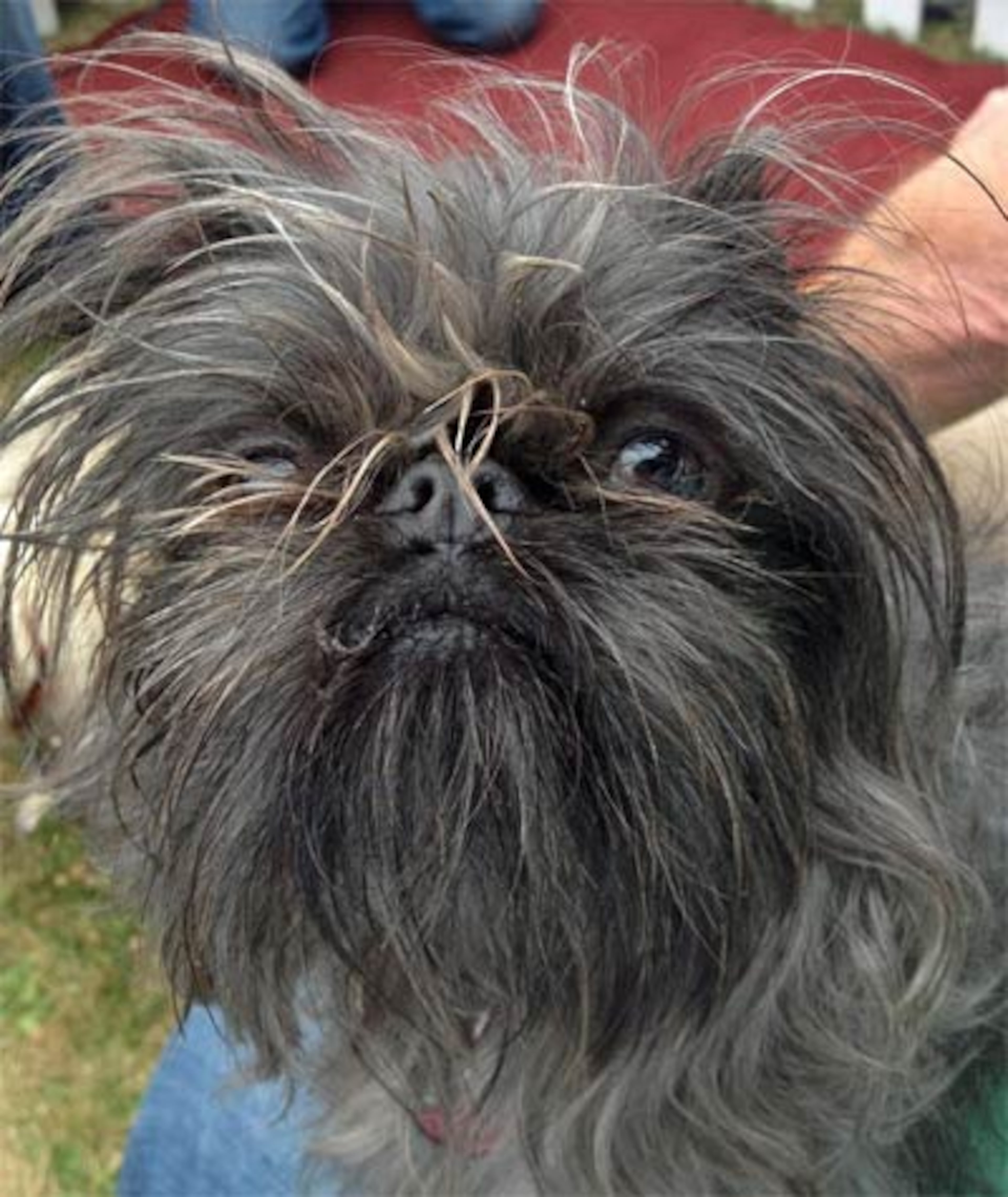 Monkey is a 1-year-old Chinese Crested/Brussels Griffon mix.