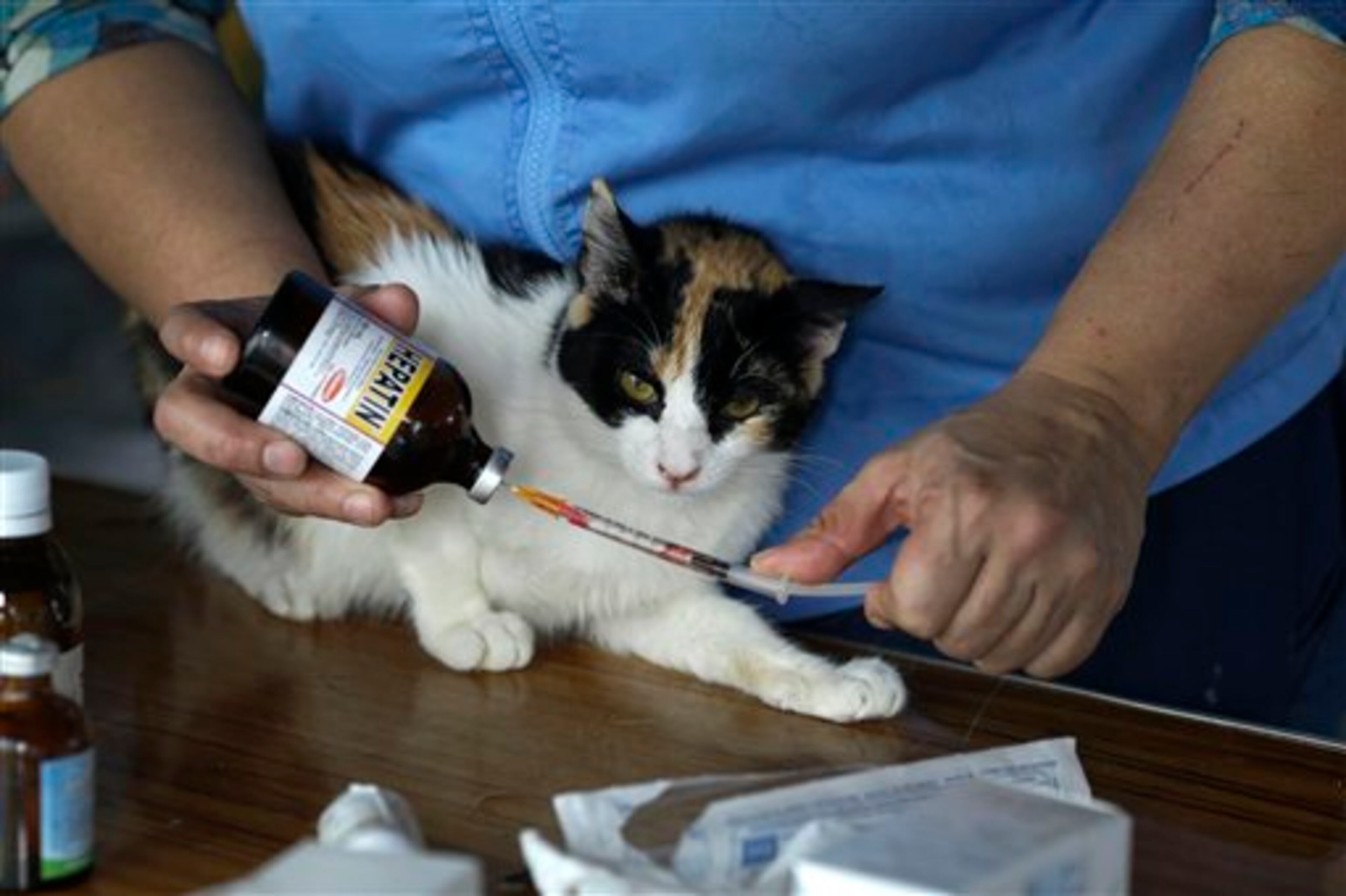 In this Aug. 6, 2014 photo, Maria Torero, her arms covered with scratches, gets ready to medicate a sick cat at her cat hospice where she cares for 175 cats with leukemia at her home in Lima, Peru. Because of their illness, many of the animals have lost weight and are anemic. Torero feeds them, gives them medicine, sterilizes them, and treats them for parasites every two months. (AP Photo/Martin Mejia)