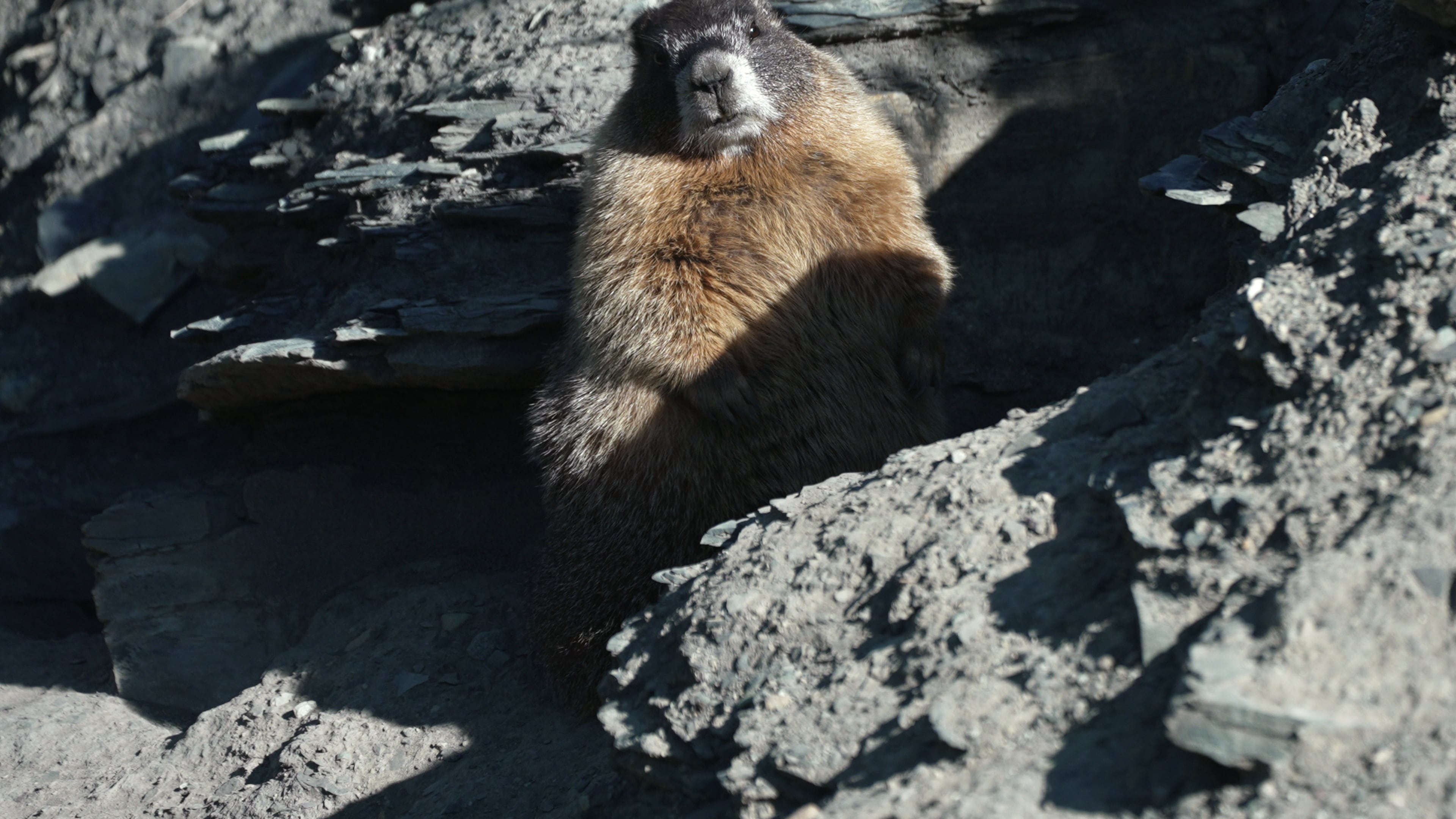 A marmot named 9 sits outside of her den Thursday, Aug. 6, 2026, in Gothic, Colo. (AP Photo/Brittany Peterson)
