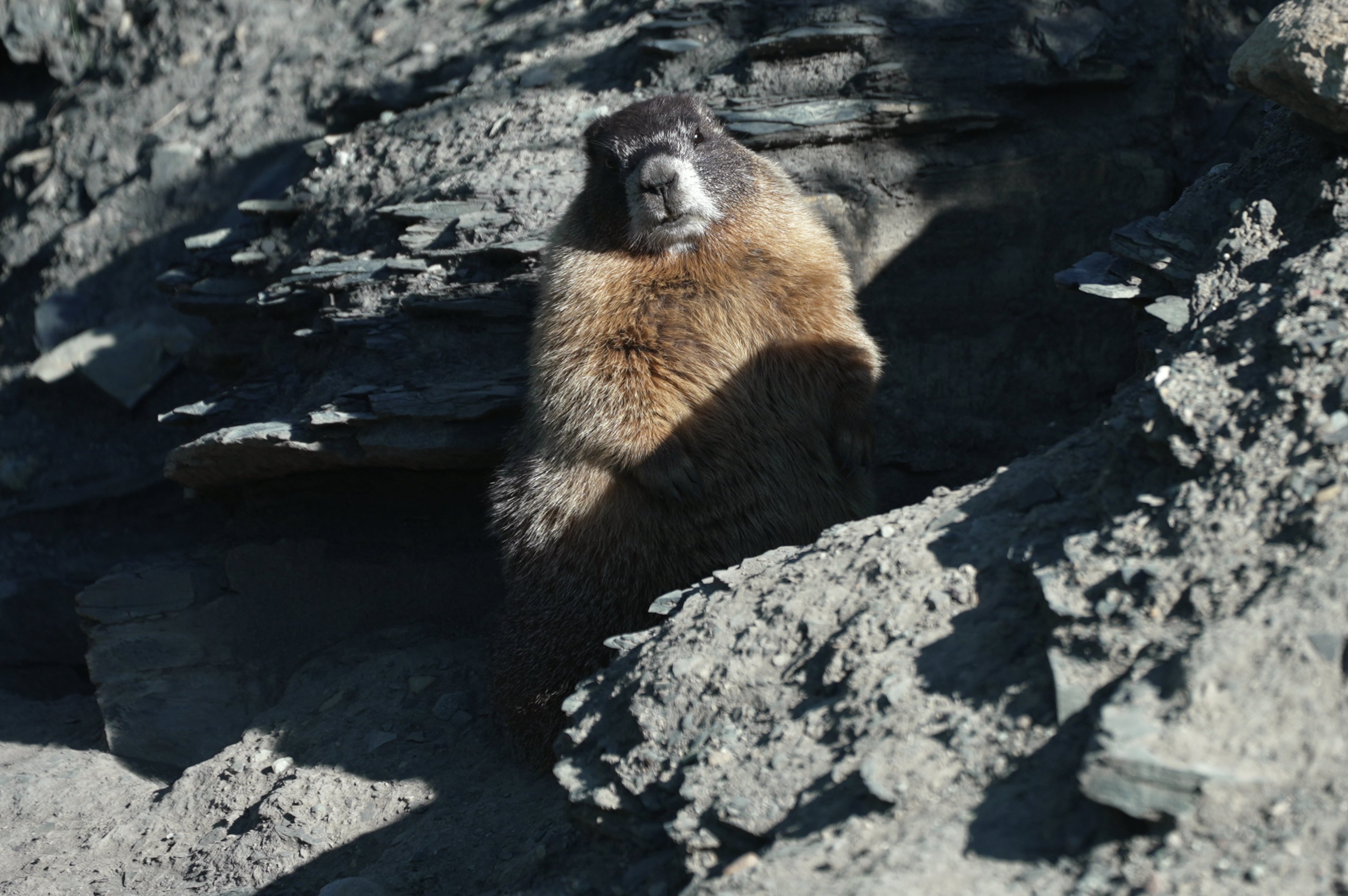 Marmots Climate Research