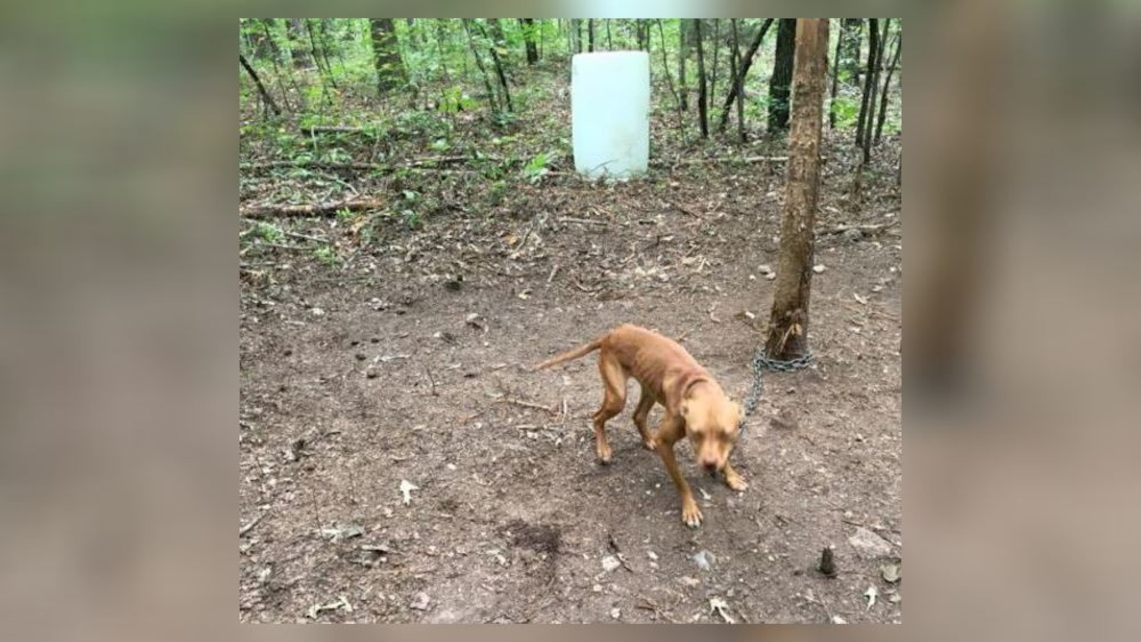 This is one of the 60 to 70 dogs that were located about 200 yards behind a house on Cash Town Road in Aragon. (Credit: Polk County Police Department)