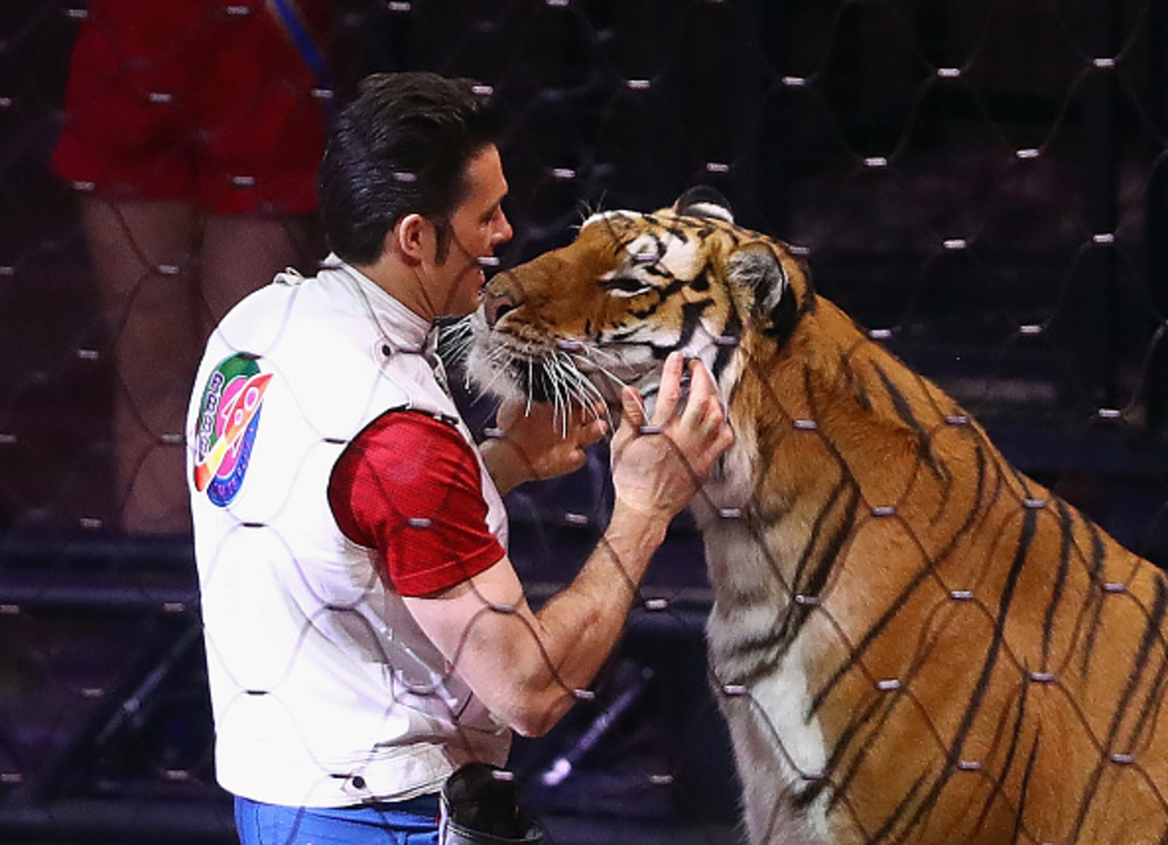 UNIONDALE, NY - MAY 21: Big Cat Trainer and Presenter Alexander Lacey performs on the final day of the Ringling Bros Barnum and Bailey Circus on May 21, 2017 in Uniondale, New York. Known as "The Greatest Show on Earth", the circus performed its final act after a 146 year run. (Photo by Bruce Bennett/Getty Images)