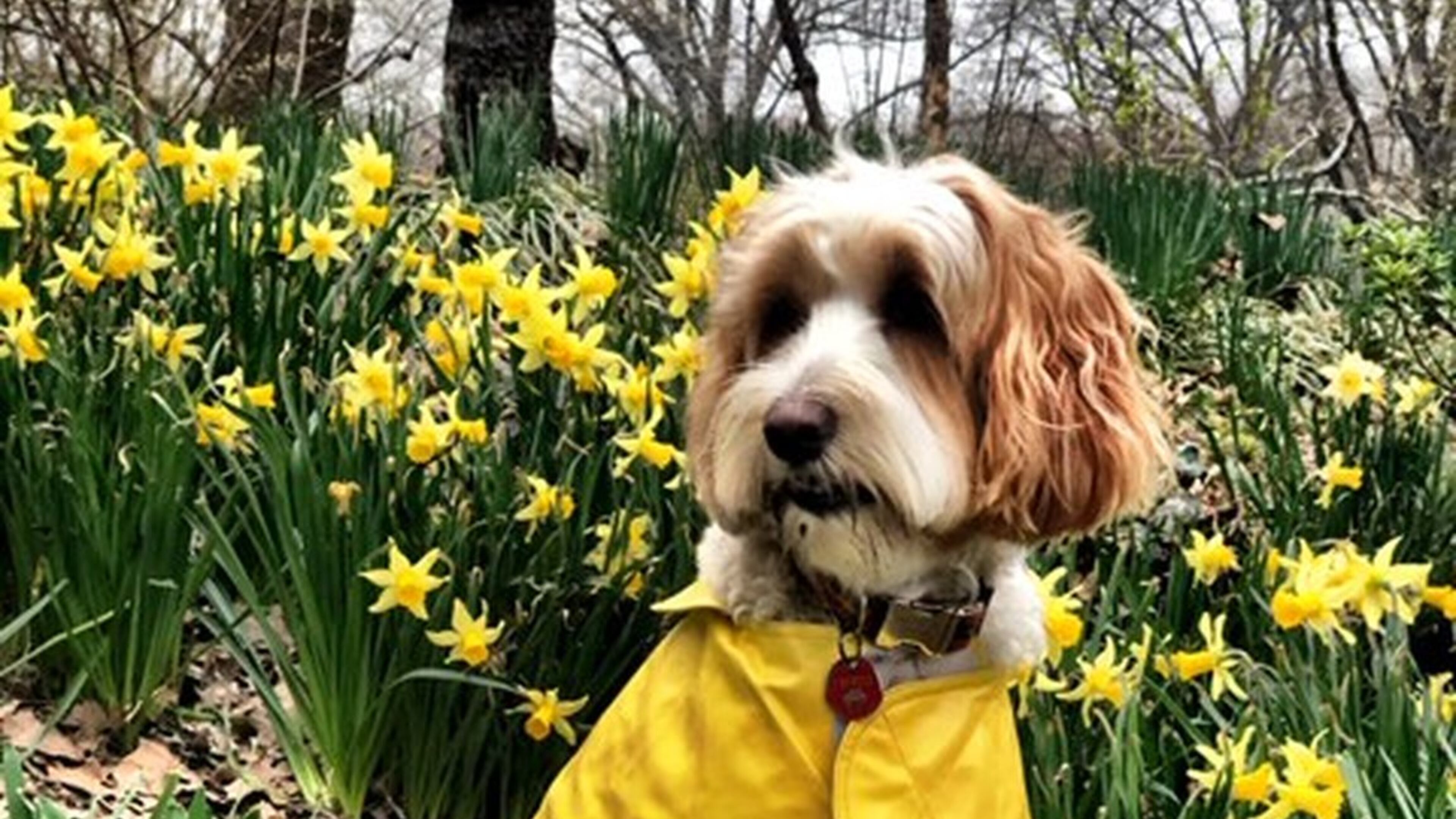 “My grand dog was on a walk in Central Park in NYC and my daughter took her picture with her raincoat on her. Too cute!” wrote Toni Adler of Atlanta.