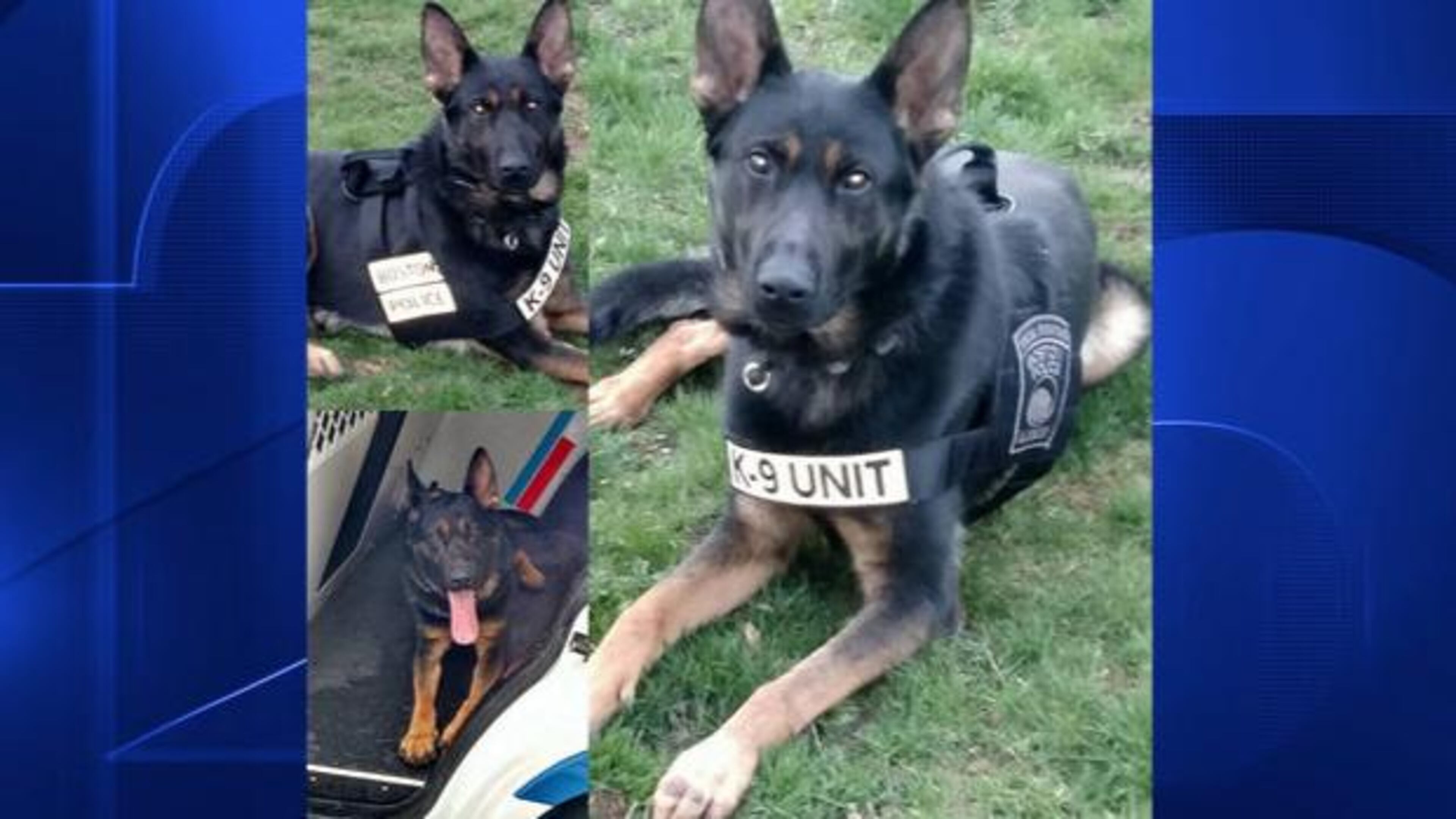 A Boston K-9 officer, named K-9 Rush, had to be euthanized after exposure to a hazardous chemical while on duty.