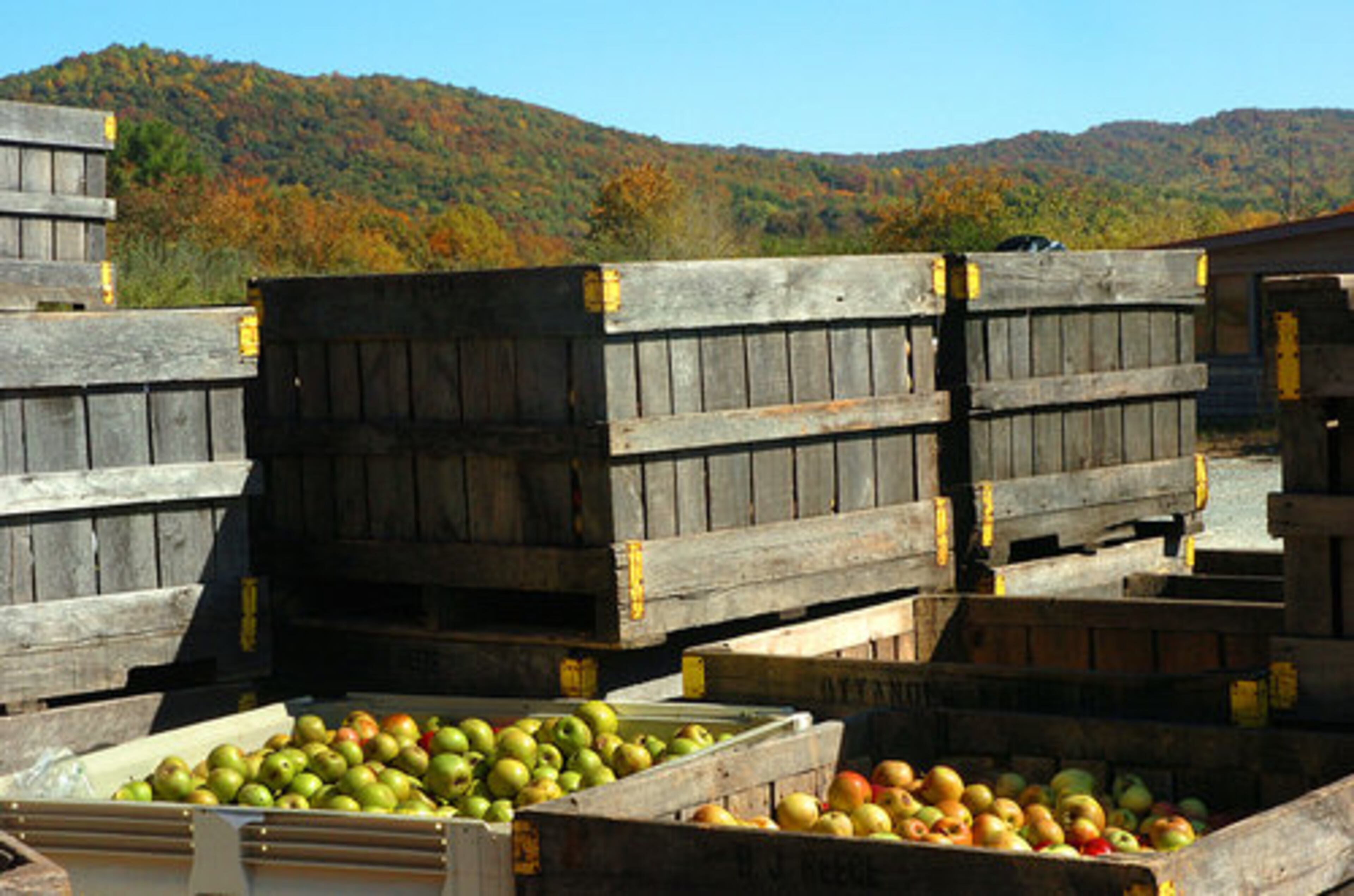 Fall foliage serves as the background for crates loaded with apples at B.J. Reece Apple House.