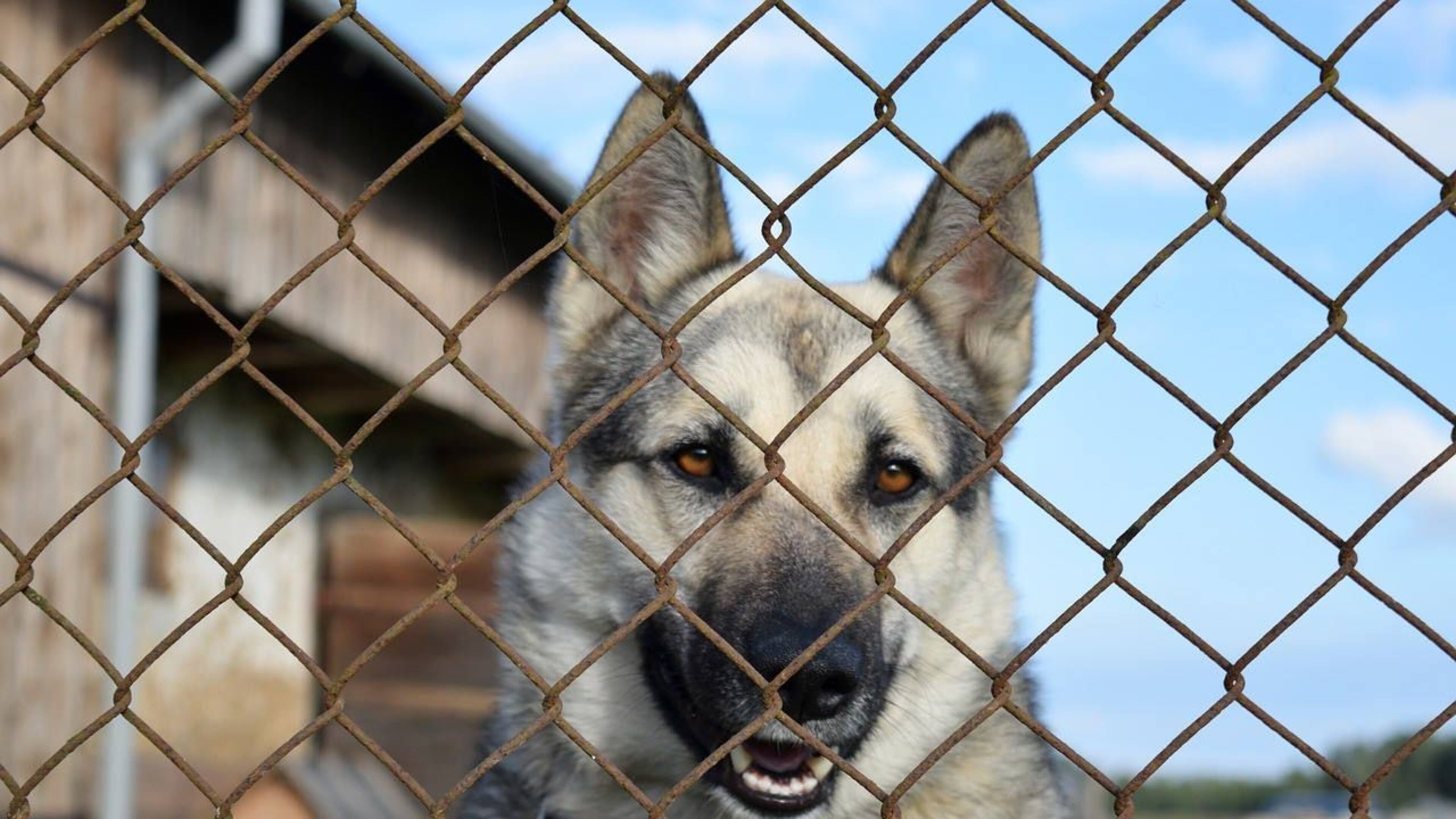 Volunteers spent 24 hours in a kennel with dogs in an Iowa animal rescue shelter.