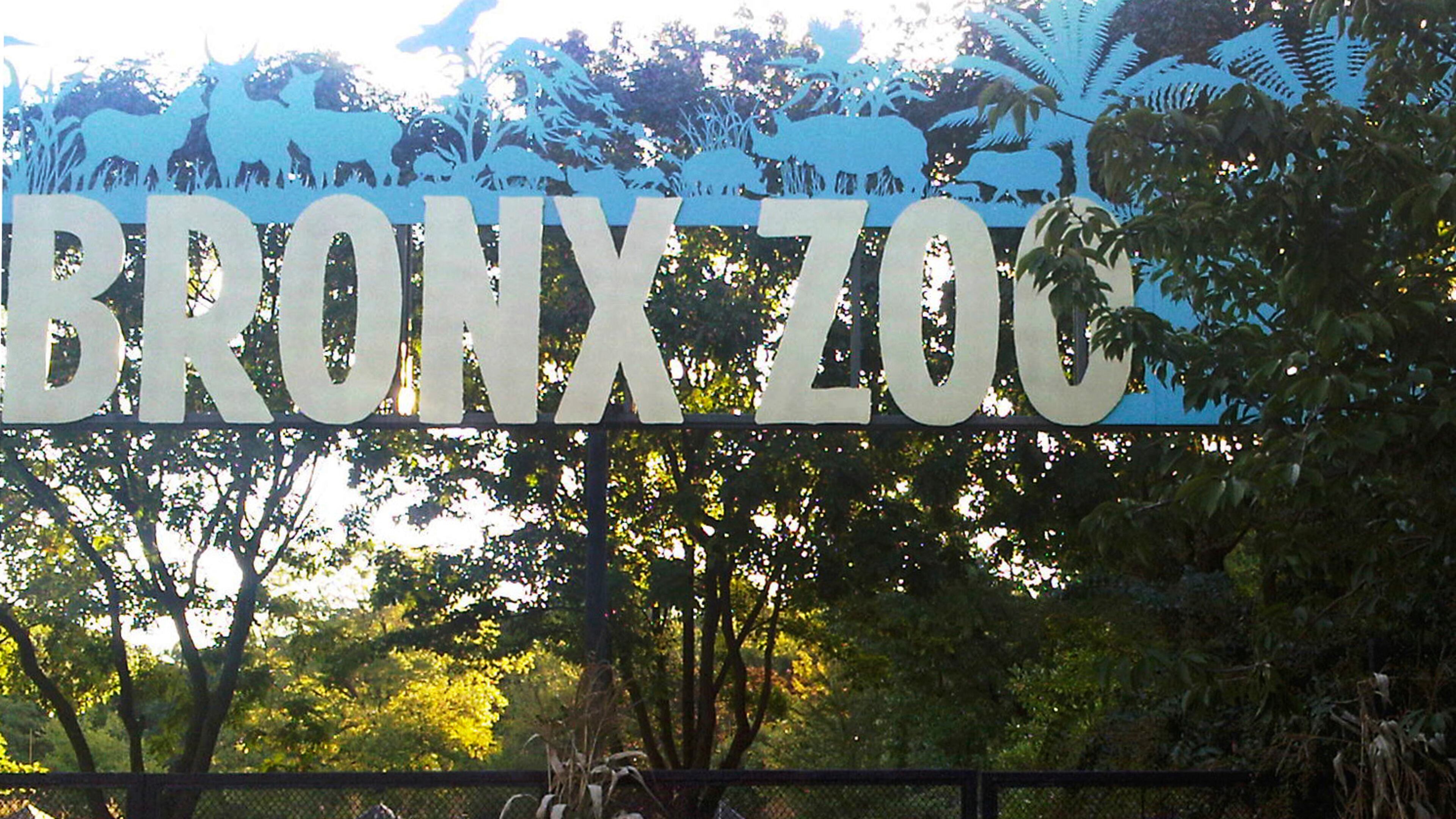 A tiger at the Bronx Zoo has tested positive for the new coronavirus. It’s believed to be the first infection in an animal in the U.S. and the first known in a tiger anywhere.