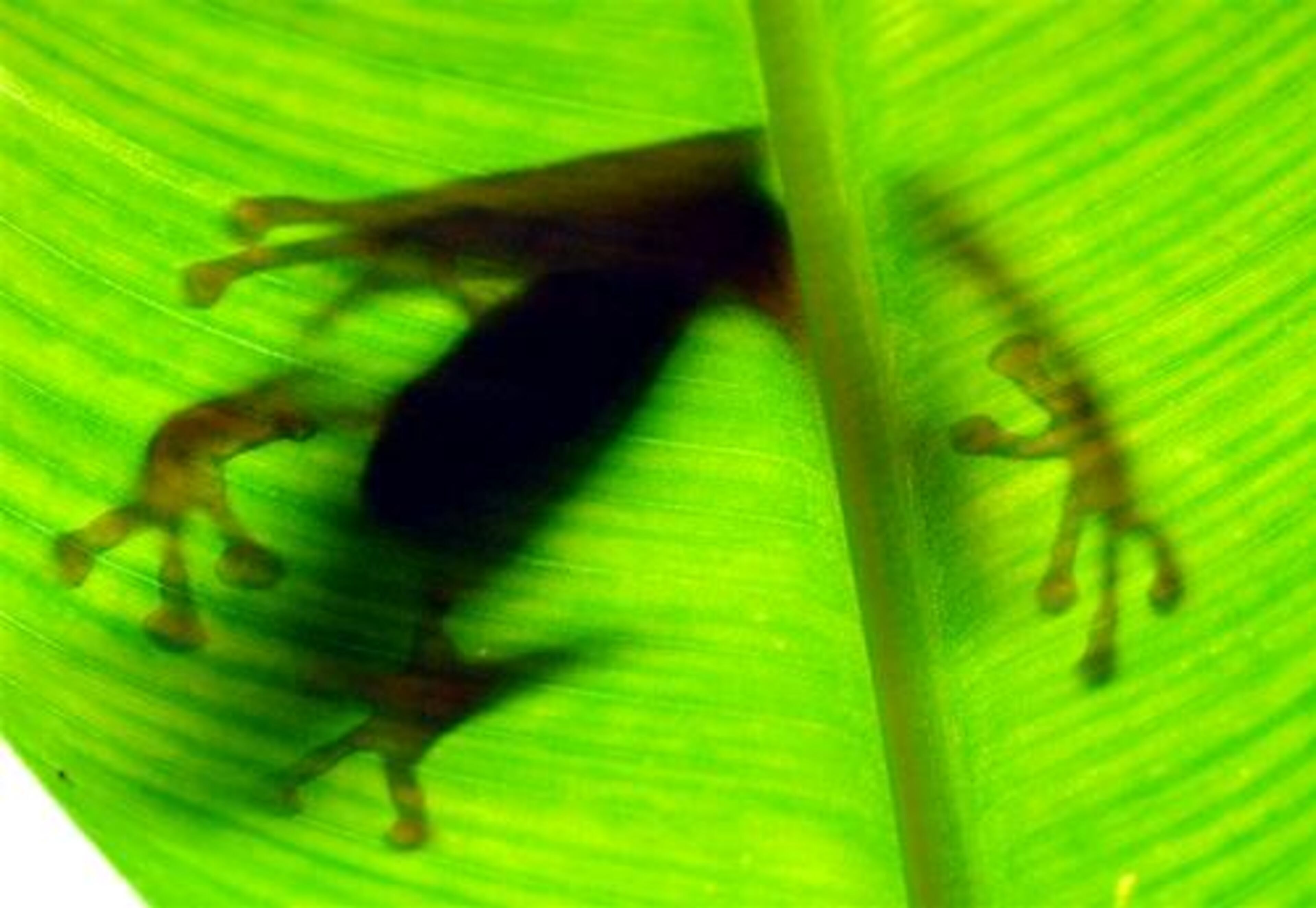 A lemur leaf frog as seen from underneath a leaf at Atlanta Botanical Garden. This beautiful little species is one of the most interesting frogs of Costa Rica. It is easily distinguished by lacking webbing on its hands and feet.