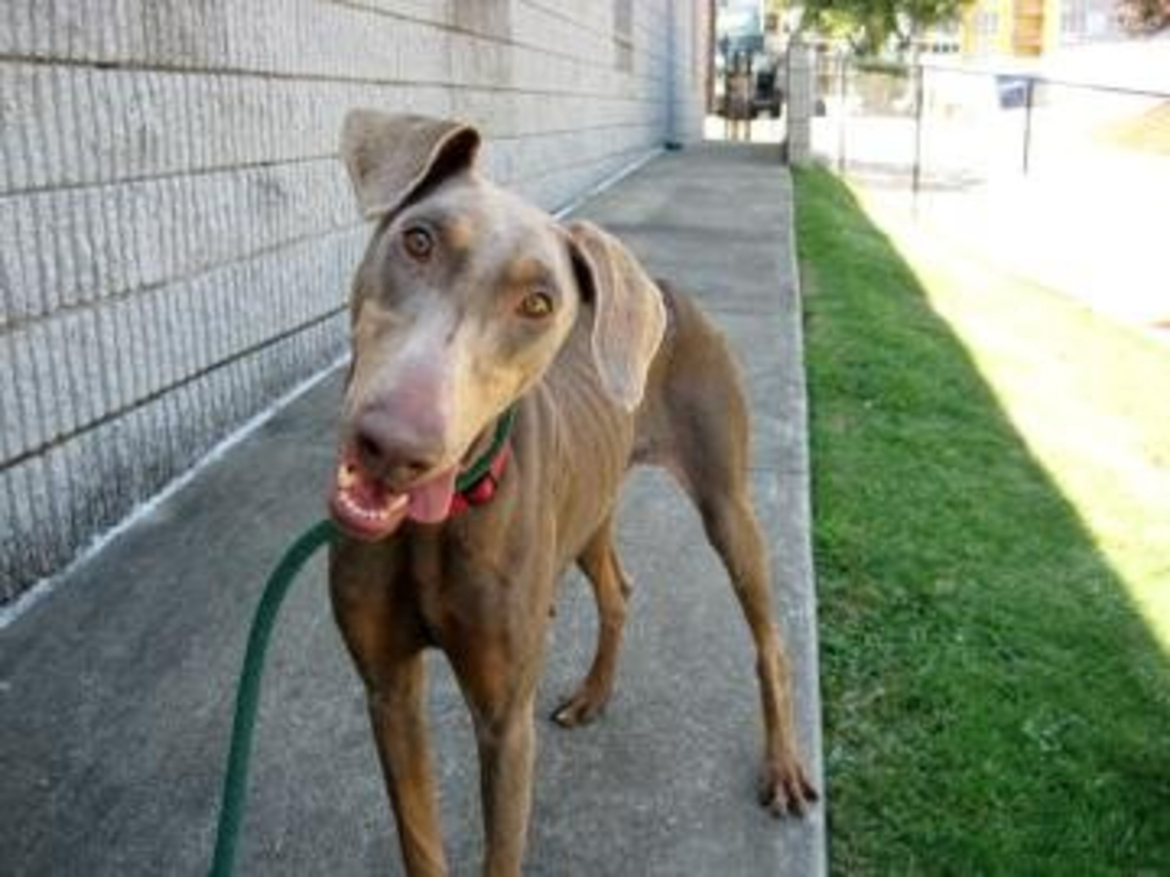 Dharla is a 1-year-old spayed female Red Doberman mix. Her animal ID# is A05405382. Dharla is a very smart and attentive girl, and is happy with human affection. We highly recommend that you to bring in your entire family (children and dogs, too!) to meet Dharla to make sure she's a good fit for your family today!
