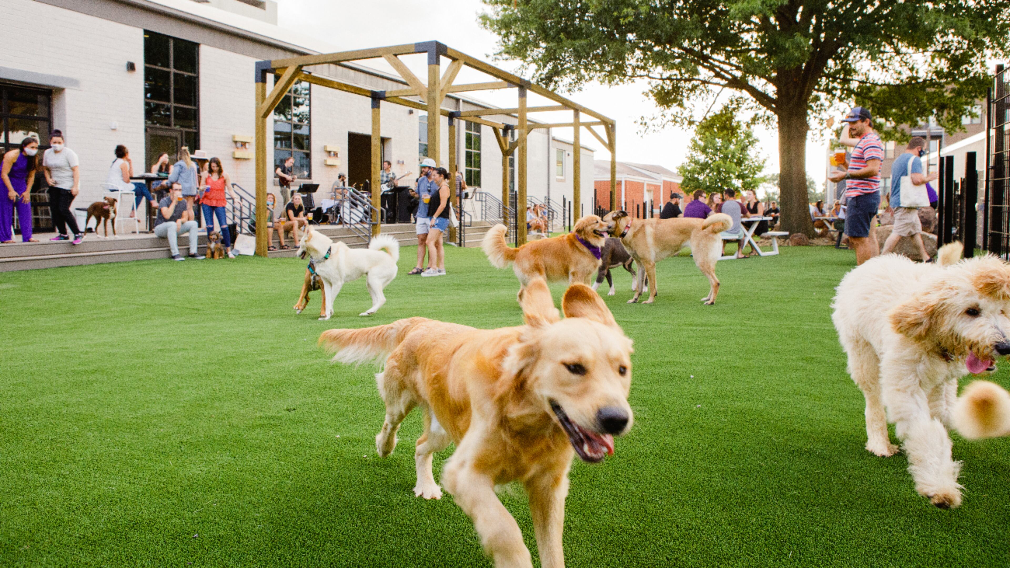 Skiptown, an upscale dog park whose Charlotte location is seen here, soon will open a social club in the Kirkwood neighborhood. (Courtesy of Skiptown)