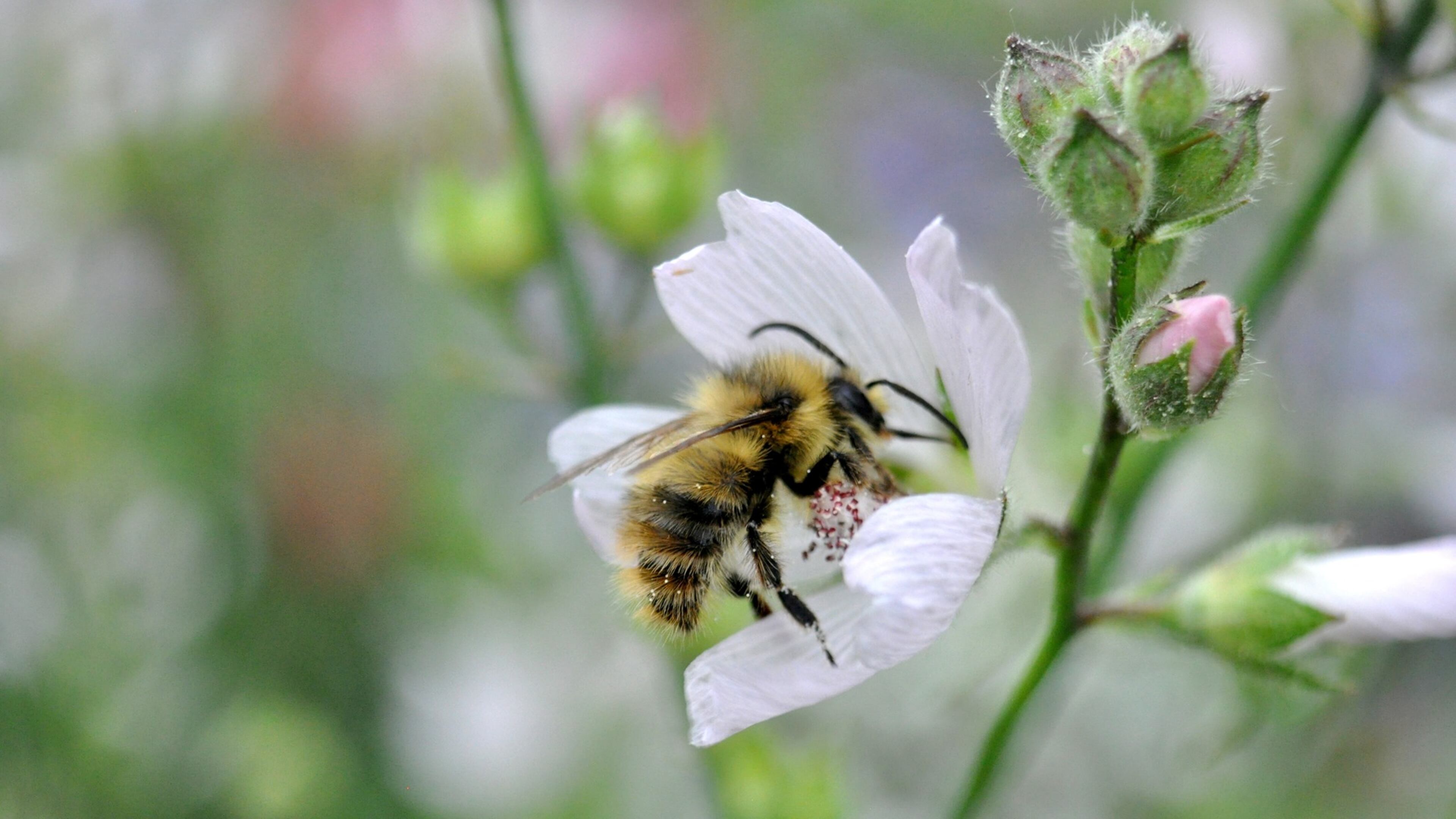 Bee City USA has renewed Norcross’ Bee City certification for the scond year. (Courtesy Bee City USA)