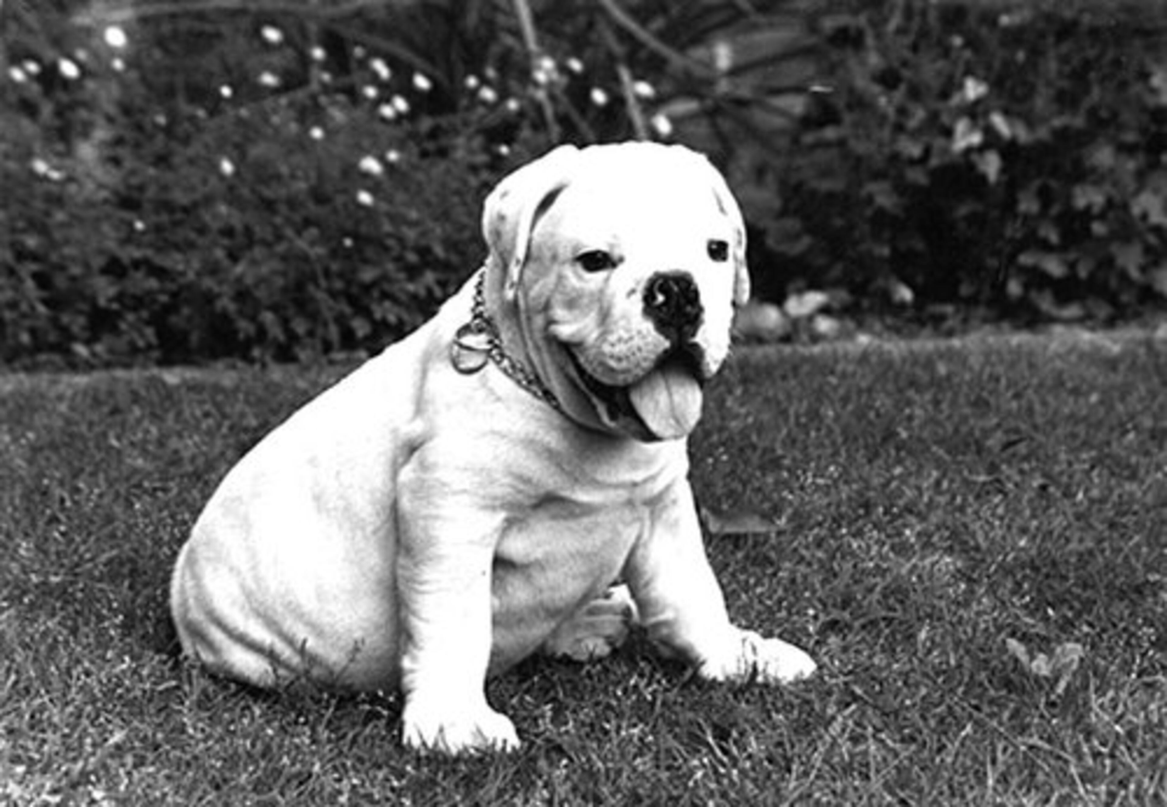 Every Bulldog, even Uga IV, needed time to grow.