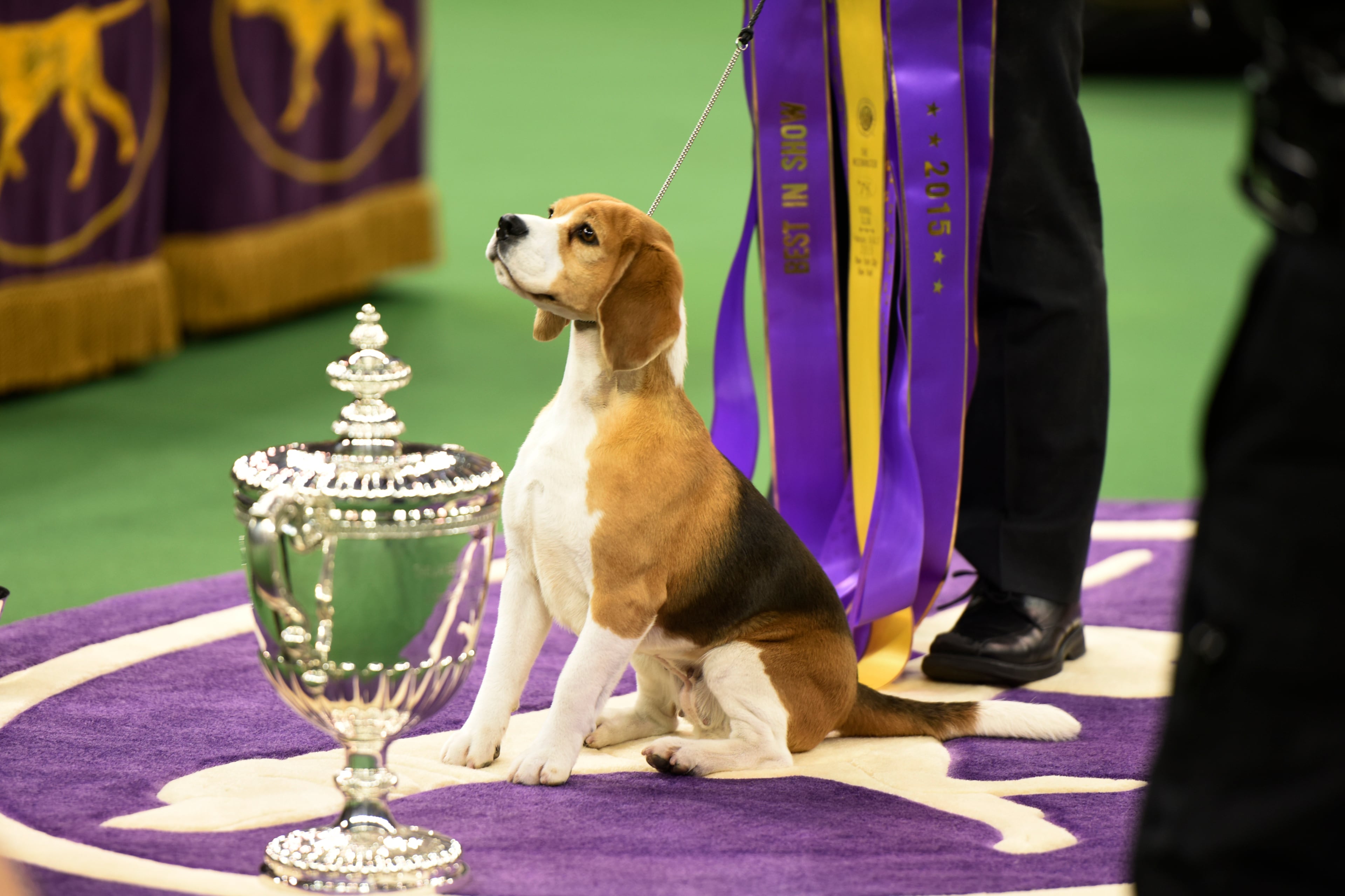THE WESTMINSTER KENNEL CLUB DOG SHOW -- "The 139th Annual Westminster Kennel Club Dog Show" at Madison Square Garden in New York City on Tuesday, February 17, 2014 -- Pictured: Best in Show, Miss P the 15" Beagle -- (Photo by: Dave Kotinsky/USA Network/NBCU Photo Bank via Getty Images)