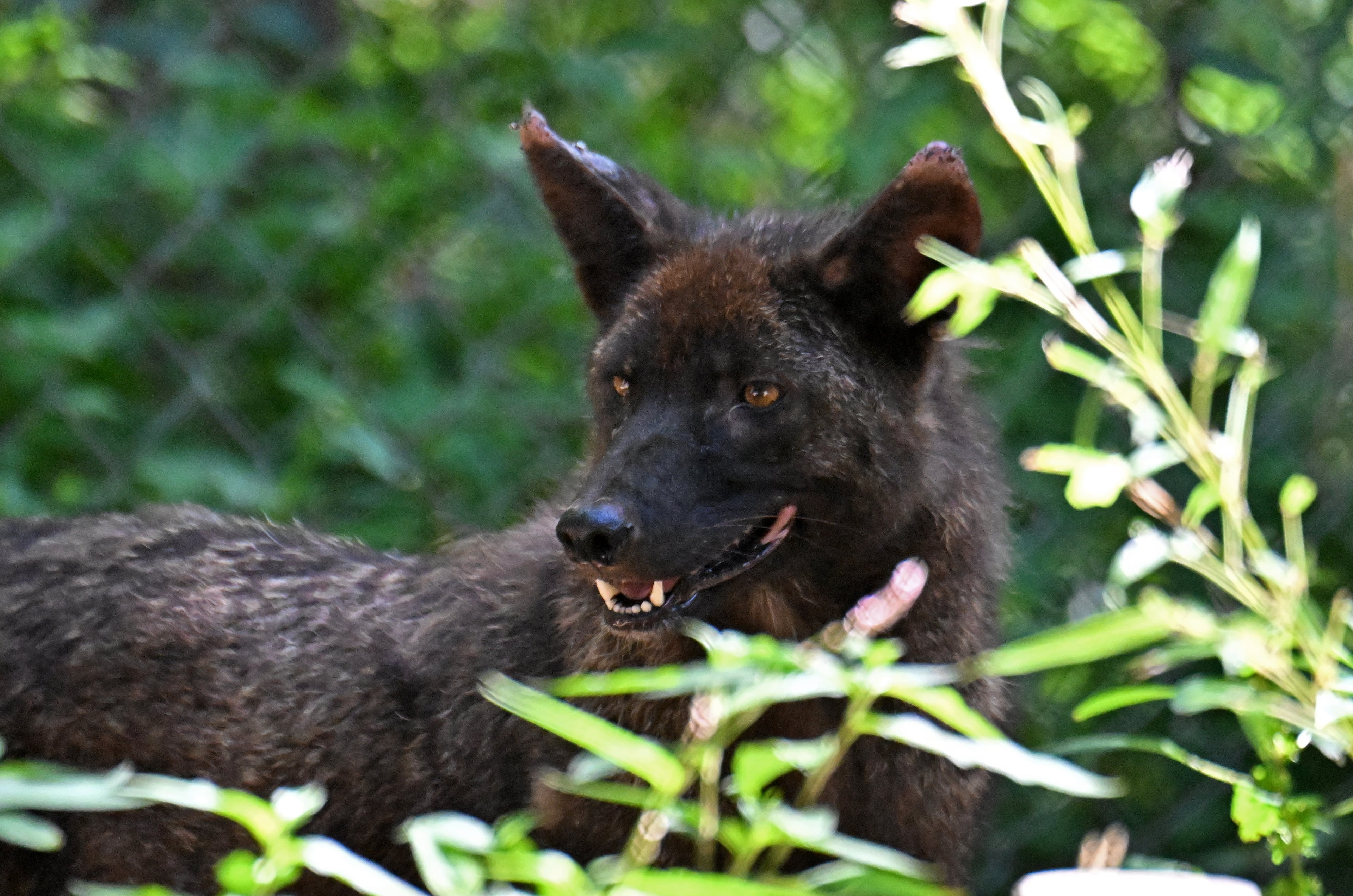 Carmine rests at the wildlife sanctuary. (Hyosub Shin / AJC)