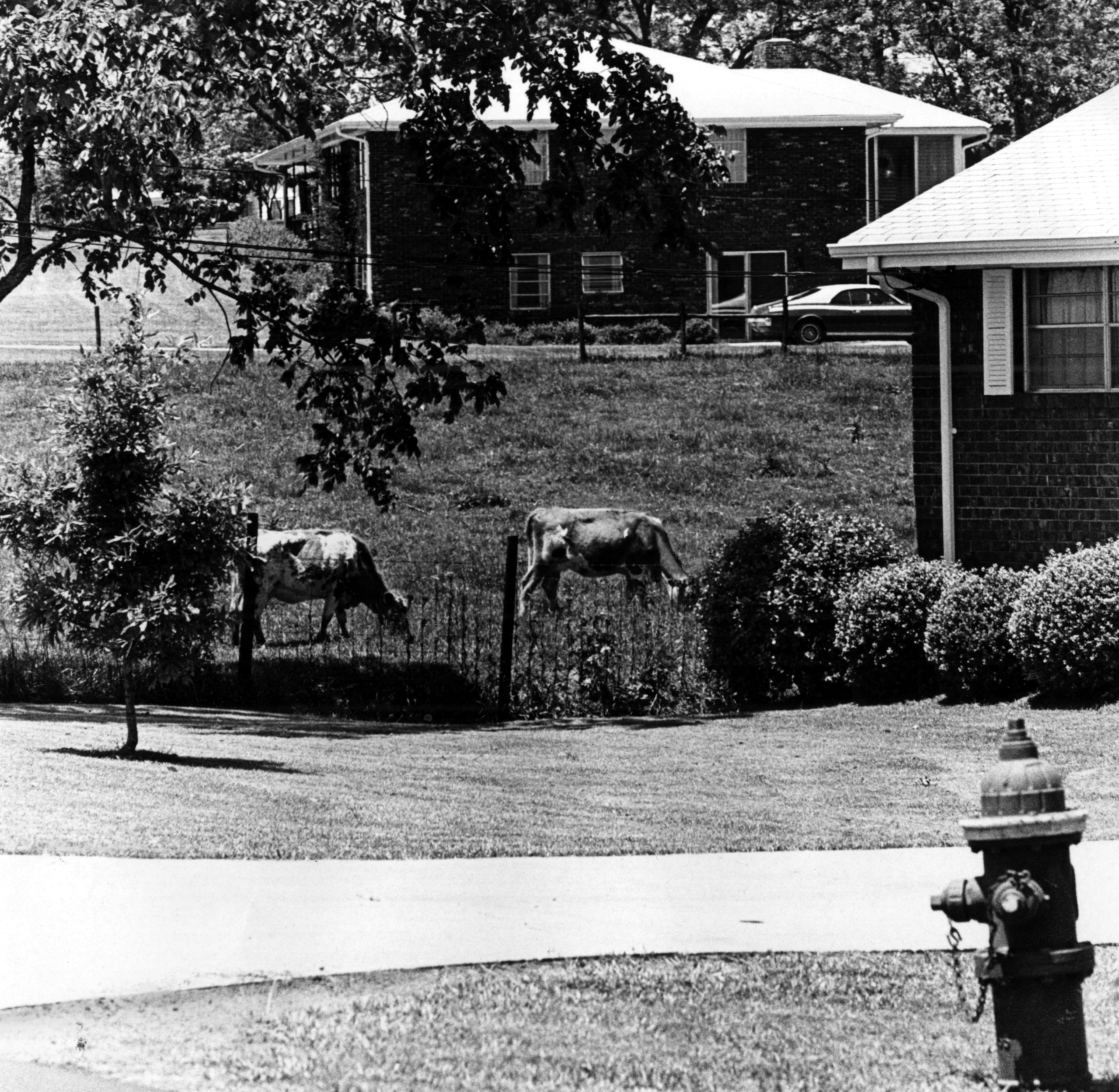 ALPHARETTA, GA -- Modern brick homes with touch of rural life nearby...cows graze in a field next to single family homes in 1970. (ROBERT CONNELL/AJC staff)