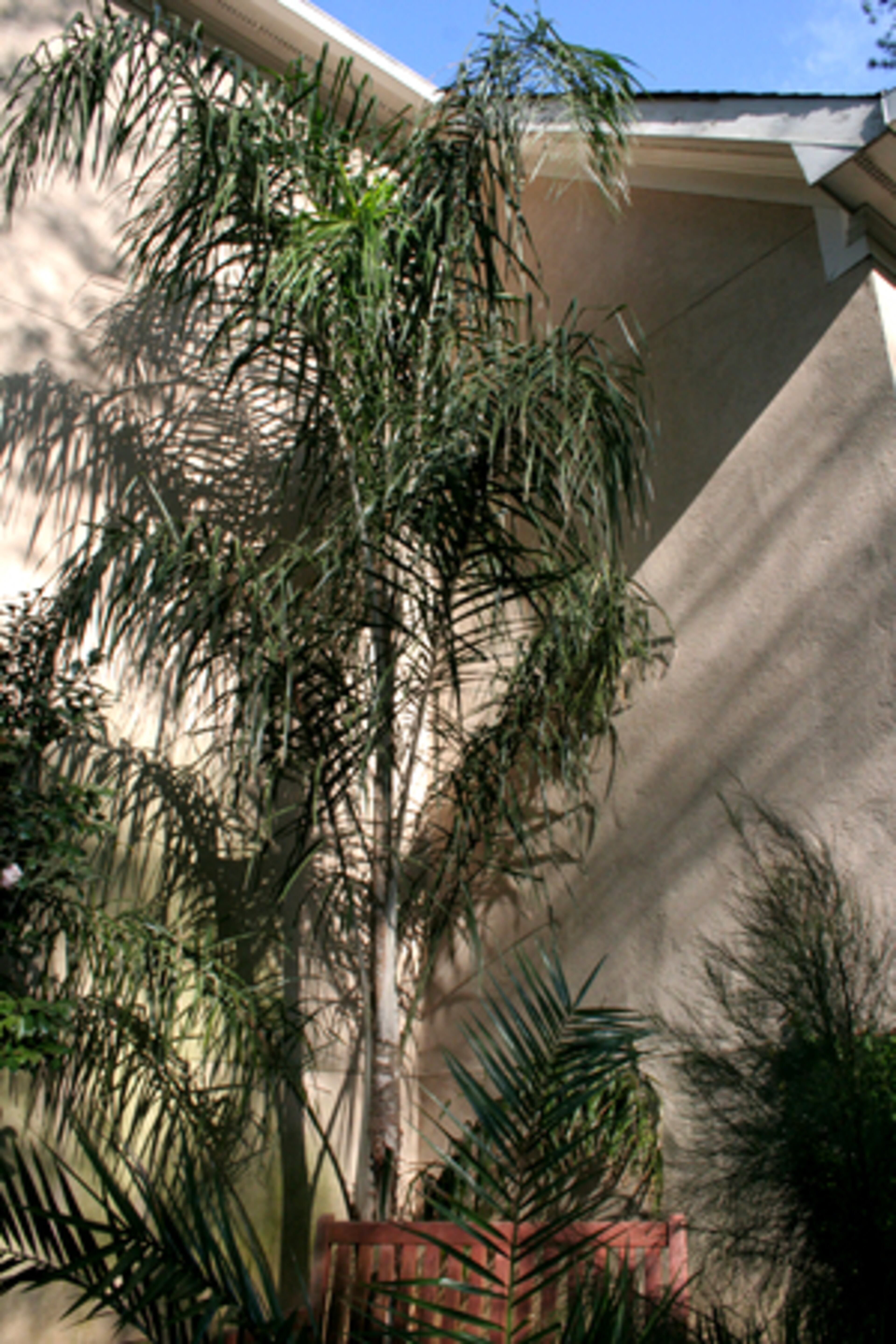 This is a Queen palm.