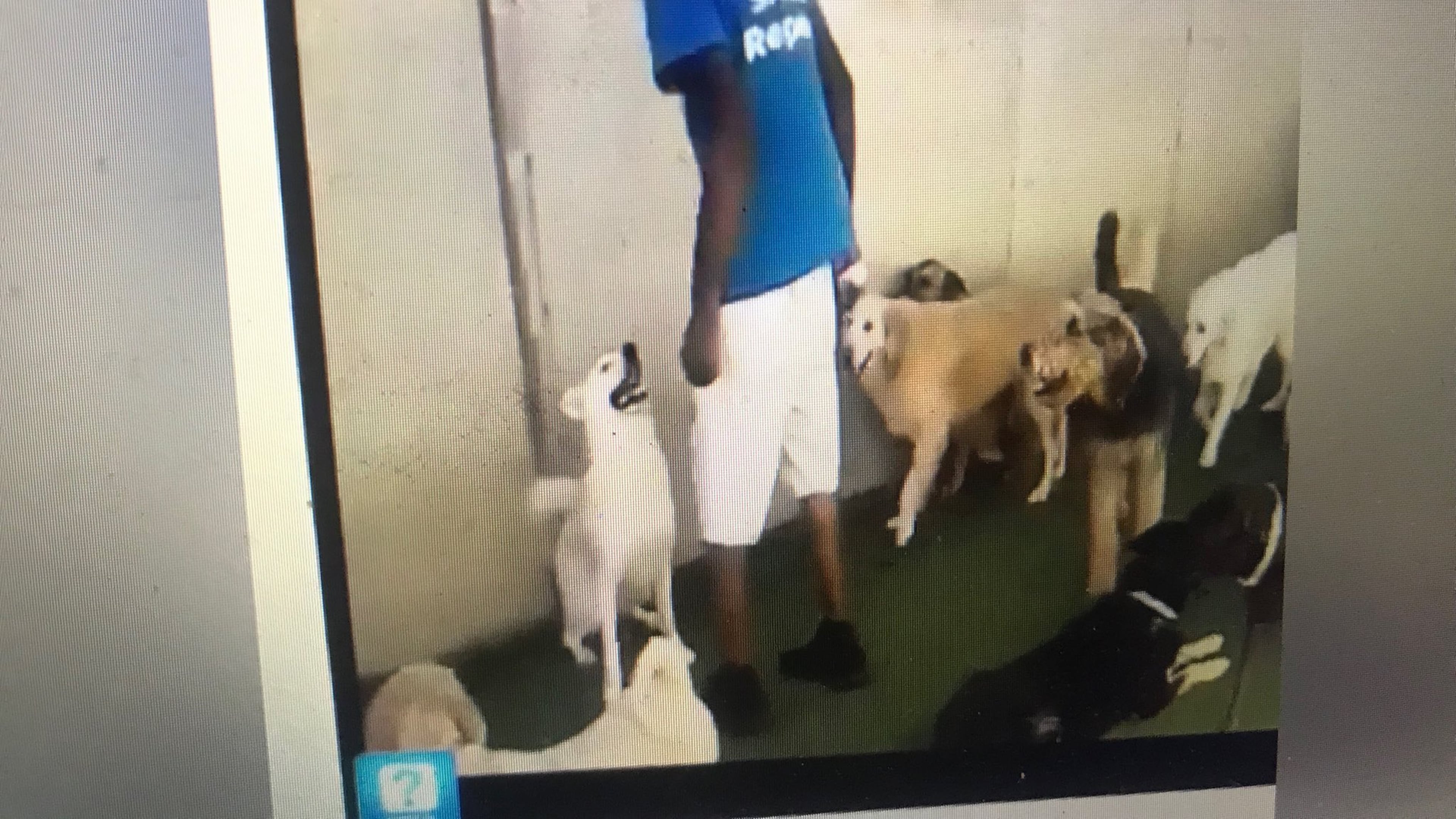 A kennel worker was fired after allegedly kneeing a dog several times in Brookhaven.