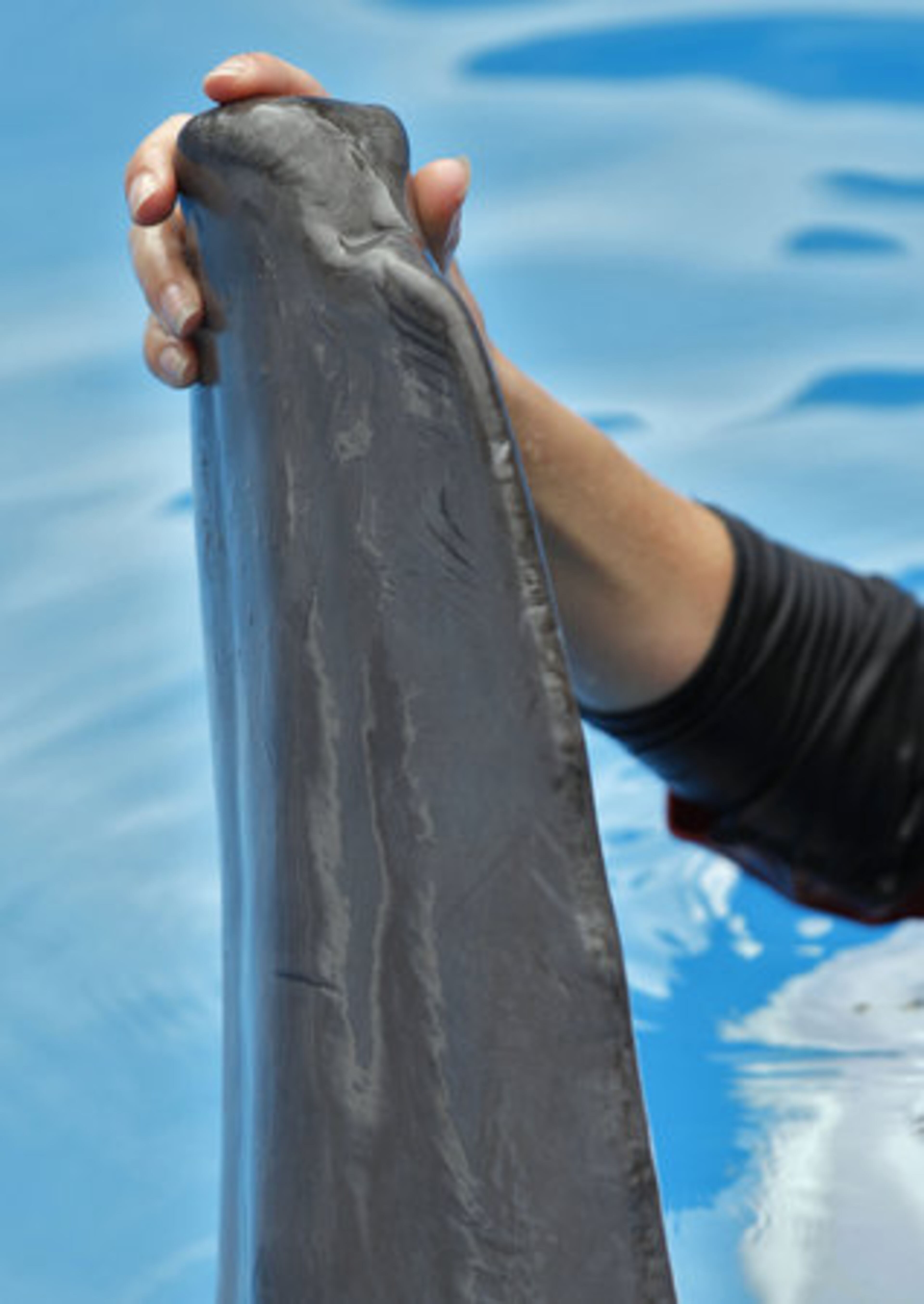 A closeup of the flukeless tail of the dolphin named Winter, star of a 3-D movie.