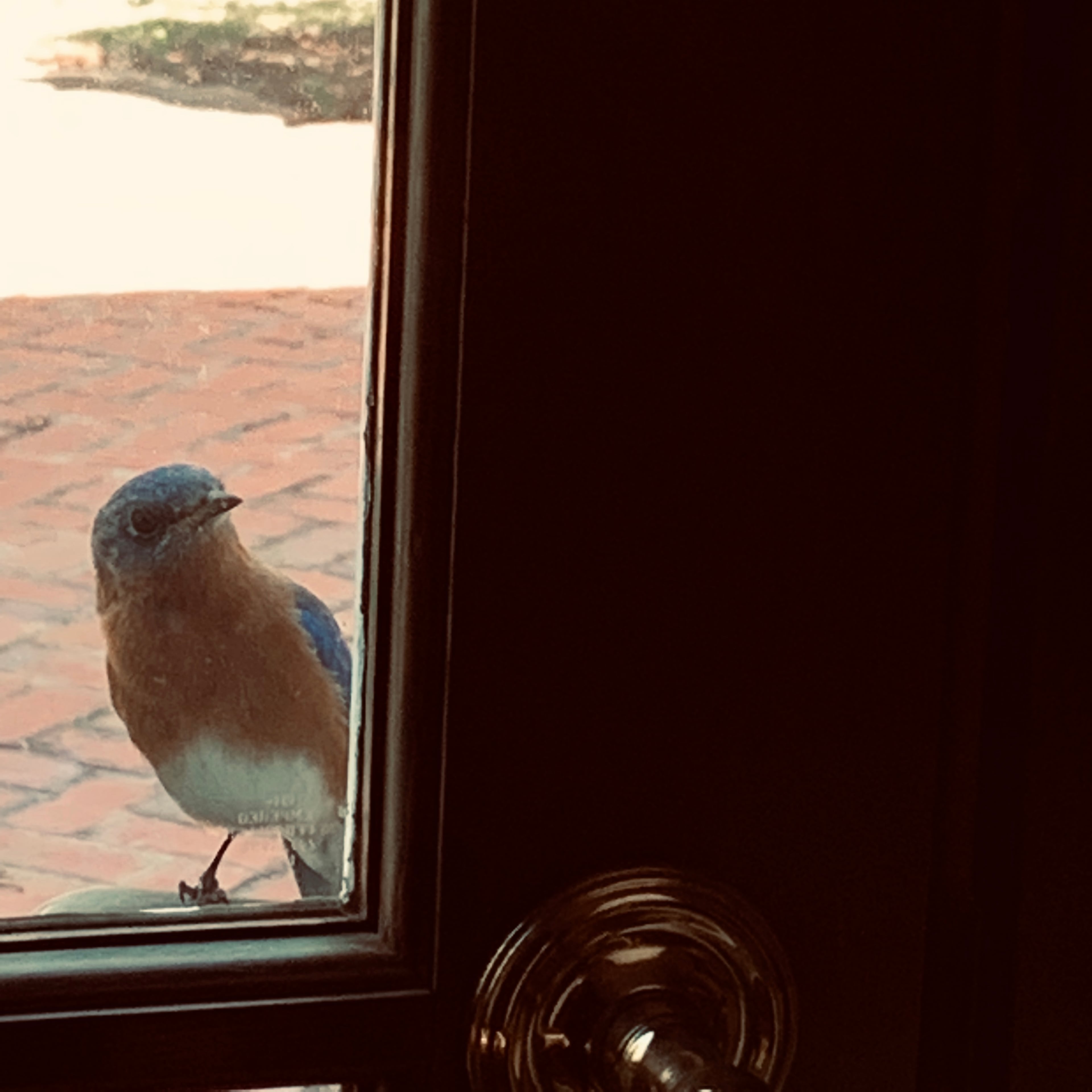 "This is the bluebird looking in our den from outside," wrote Jackie Murphy. "He would come everyday."